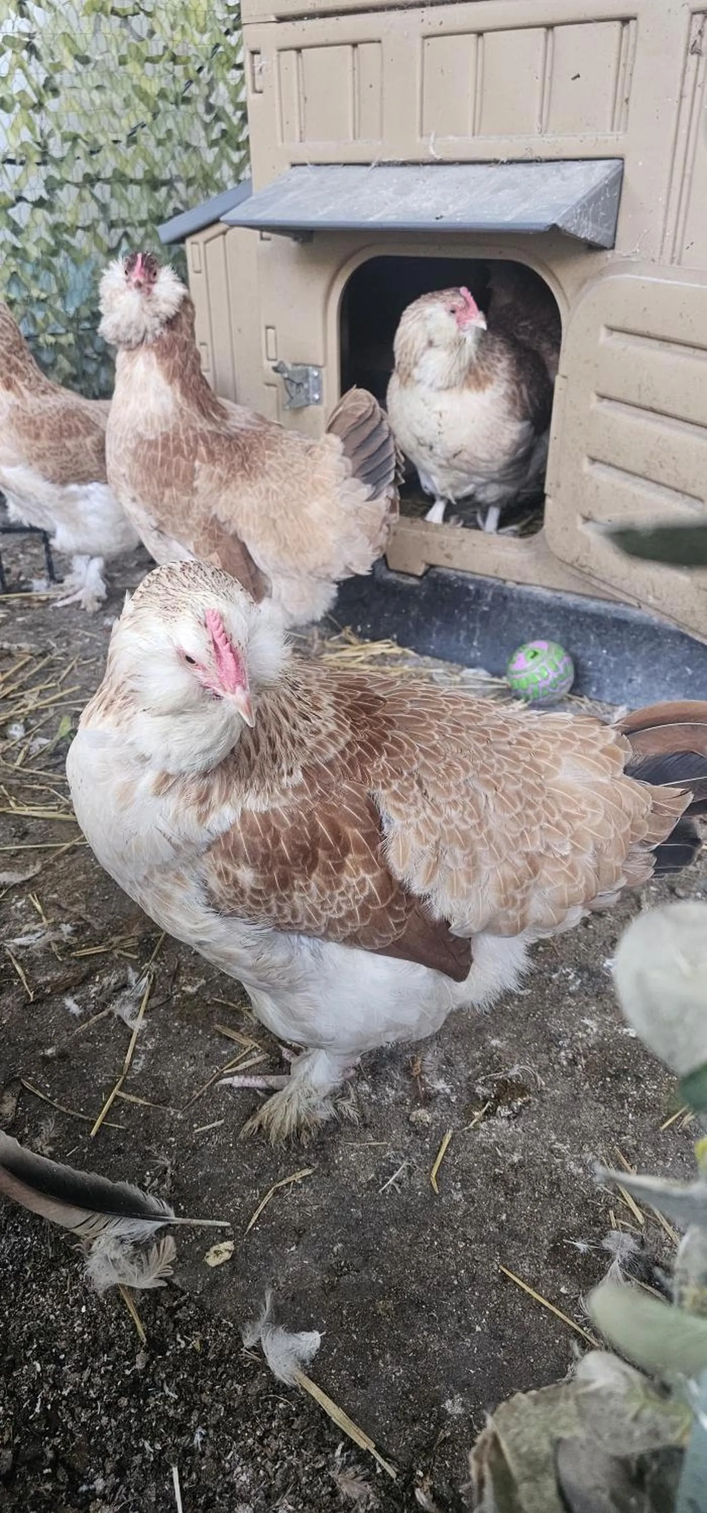 Animals in Best Area Close to Leeds Centre