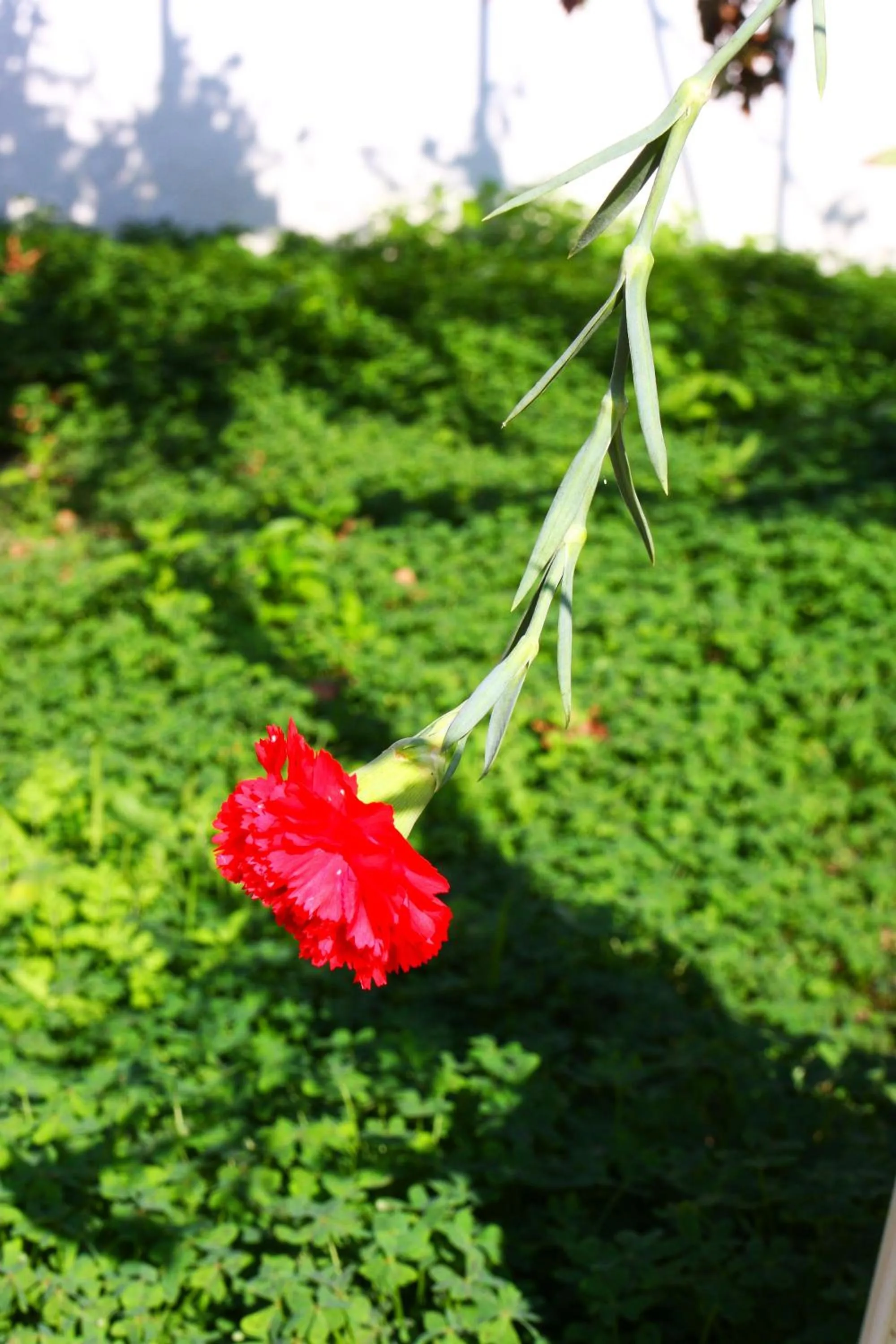Spring in Camlikosk Apart Hotel