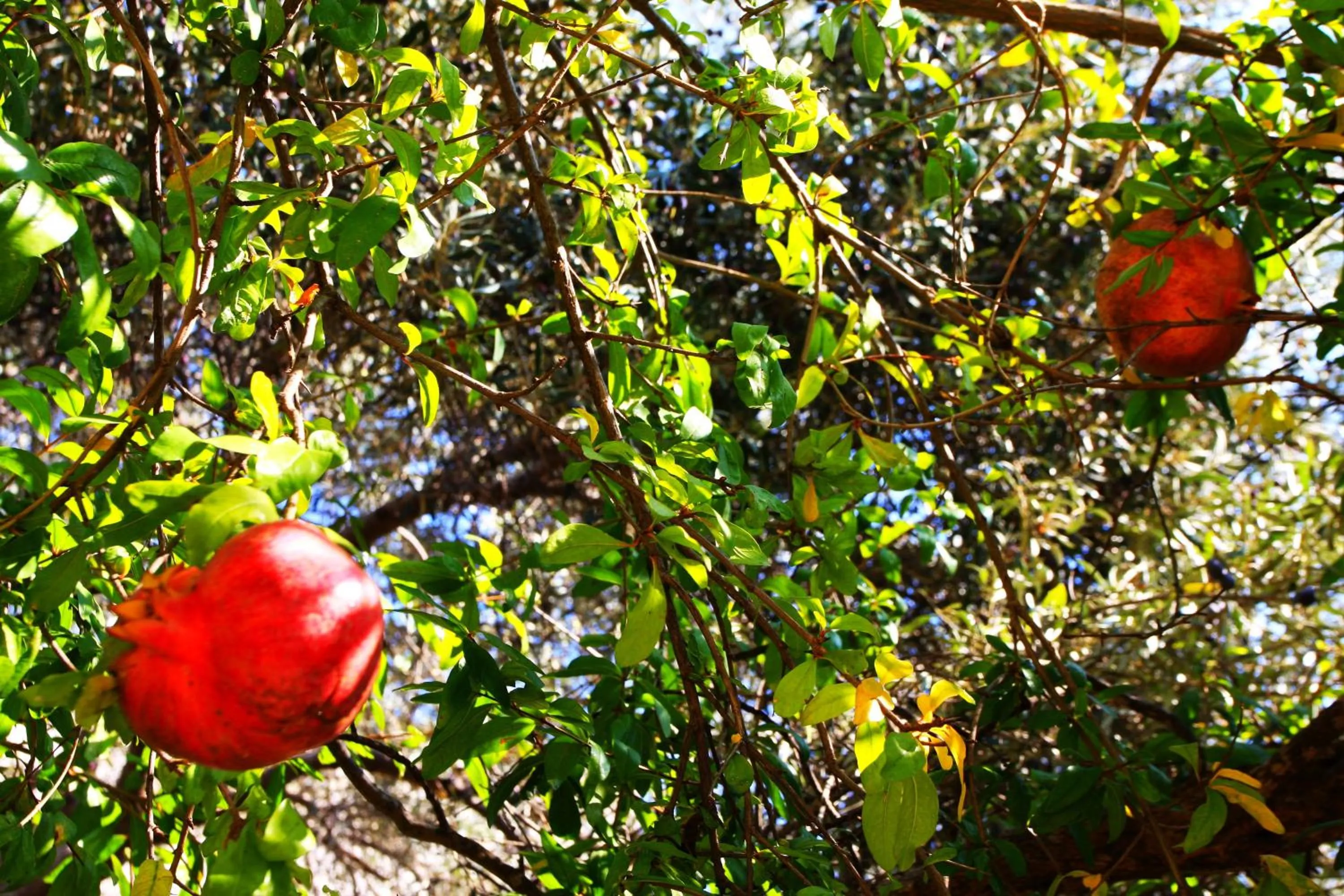 Spring in Camlikosk Apart Hotel