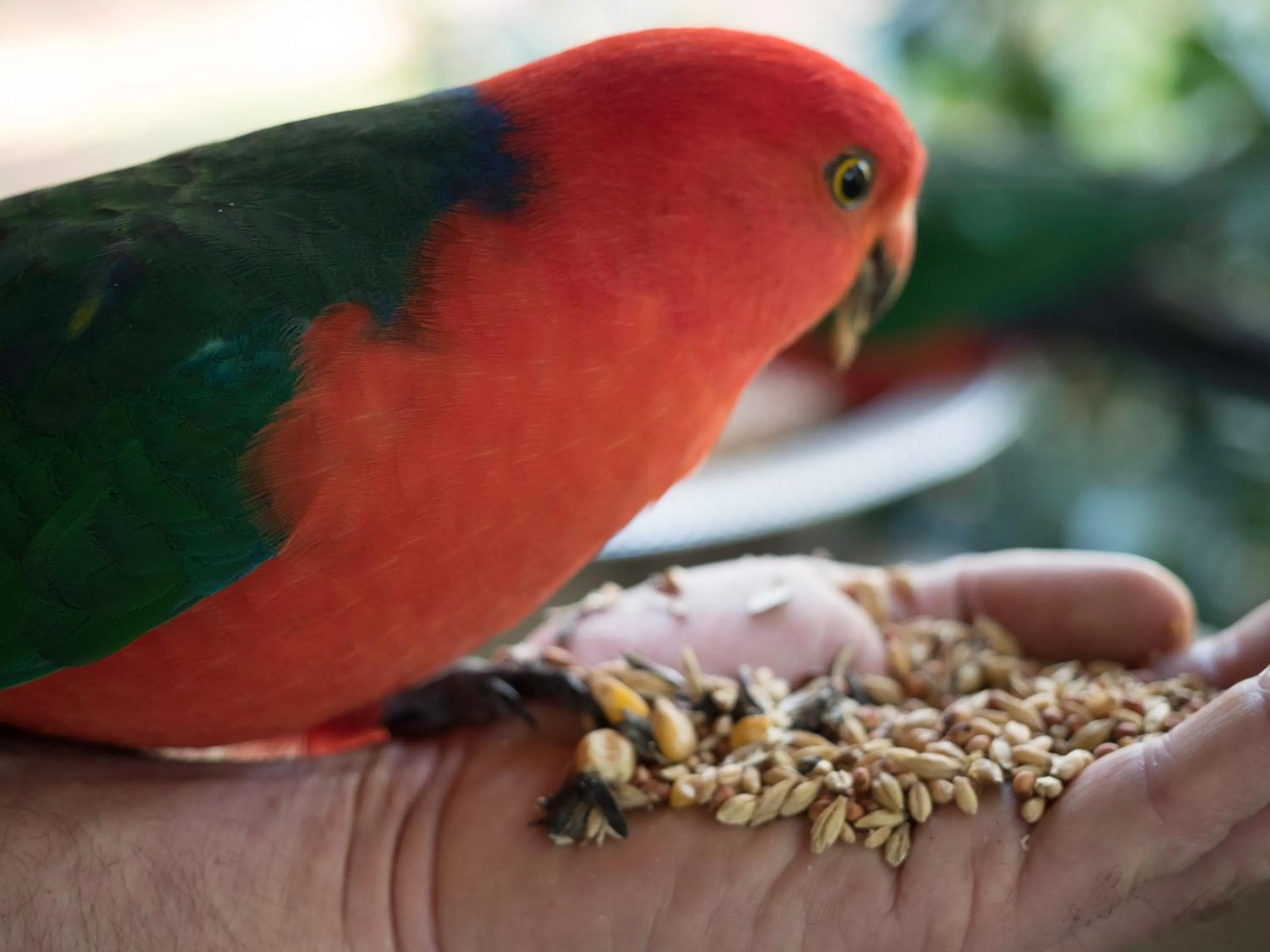 Animals in Glenview Retreat Luxury Accommodation