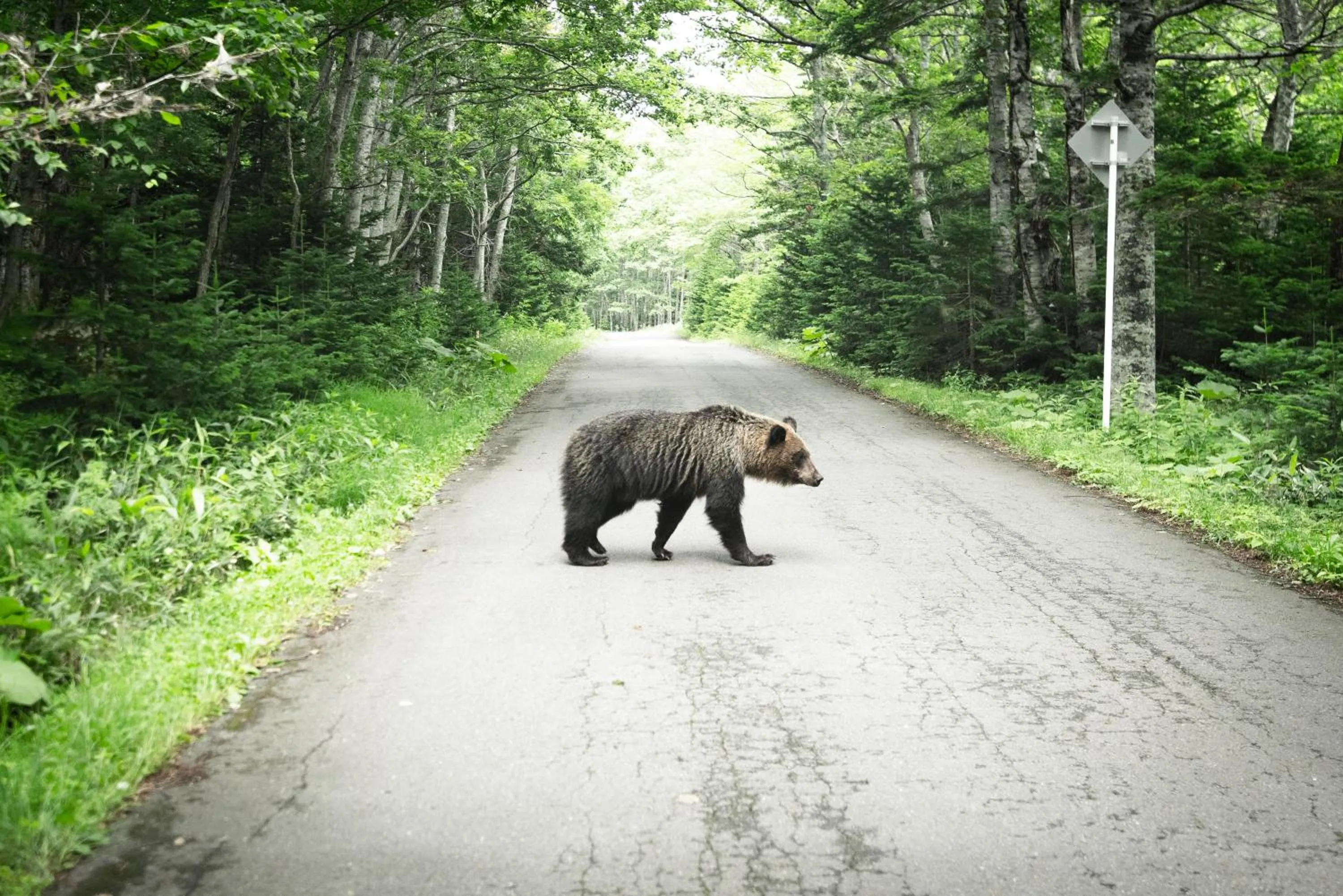 Animals in Shiretoko Village