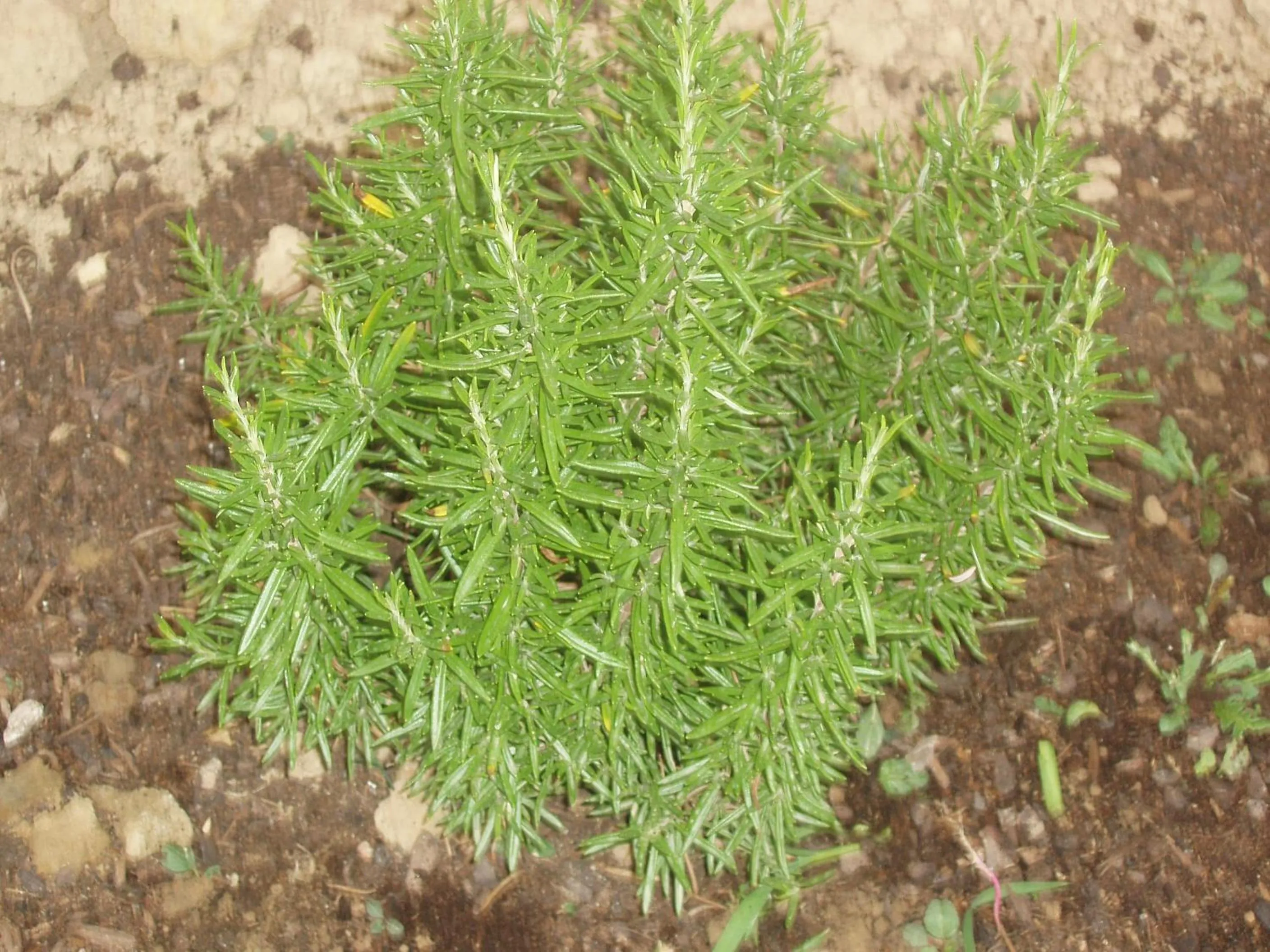 Garden in Hotel Alma de Romero