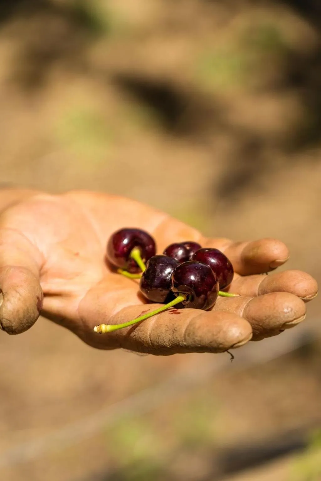 Garden in Gullu Konaklari