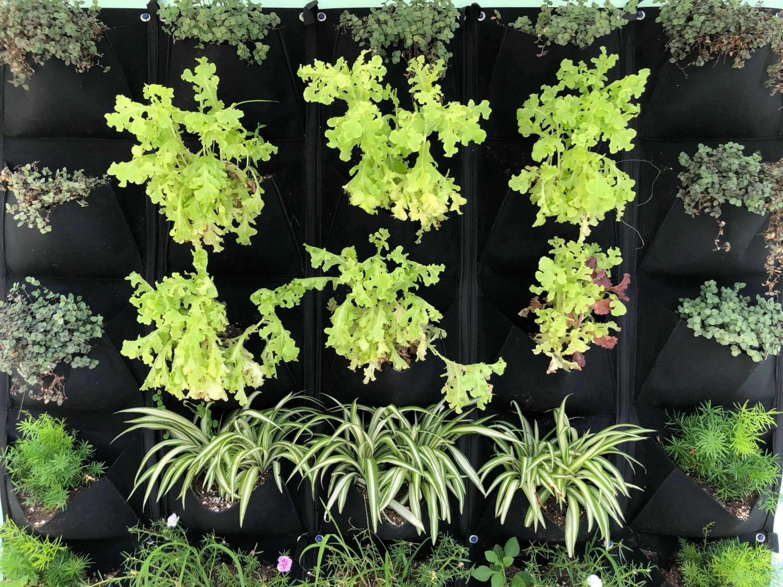 Garden in Santurcia Hostel