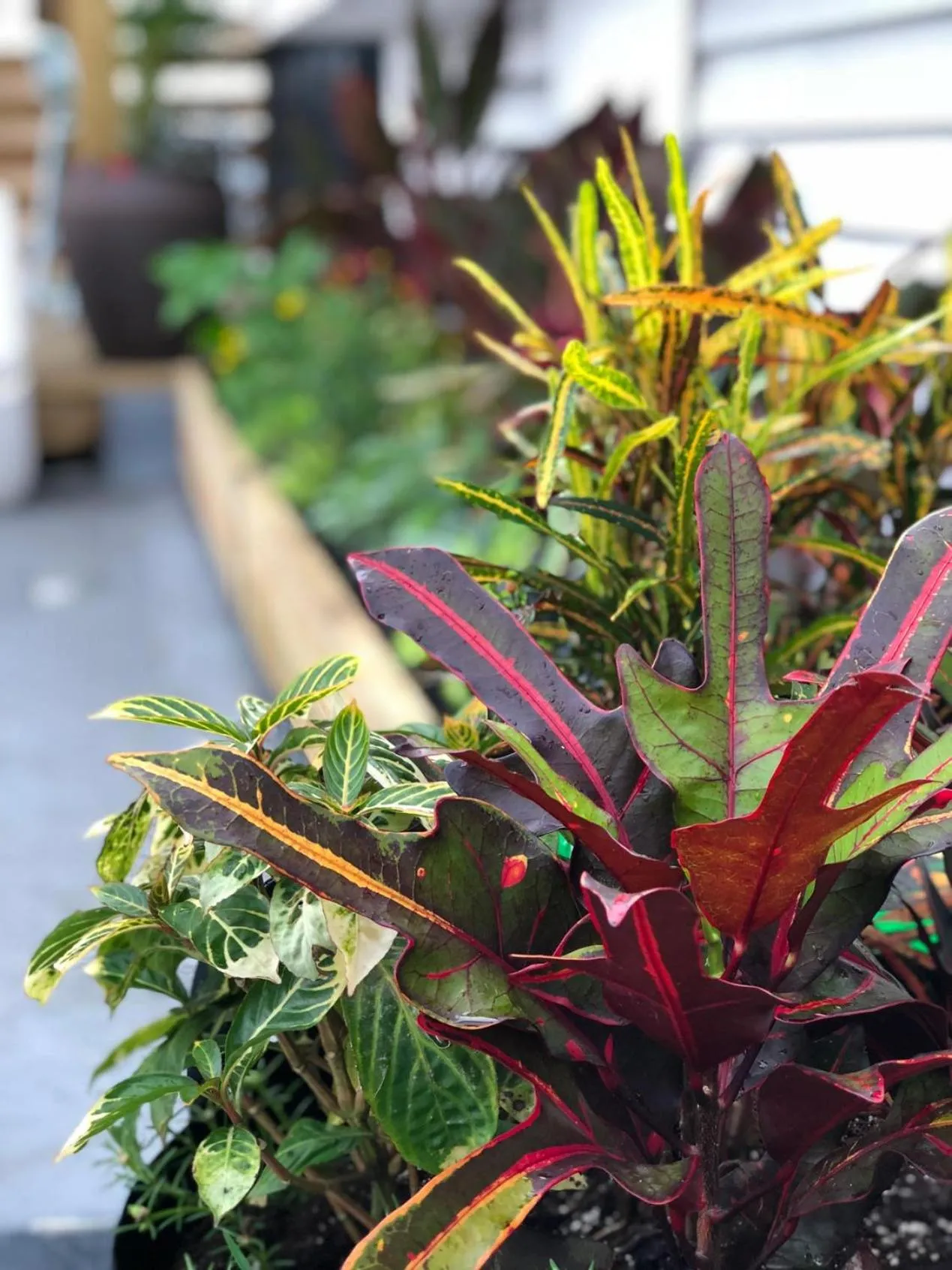 Garden in Santurcia Hostel