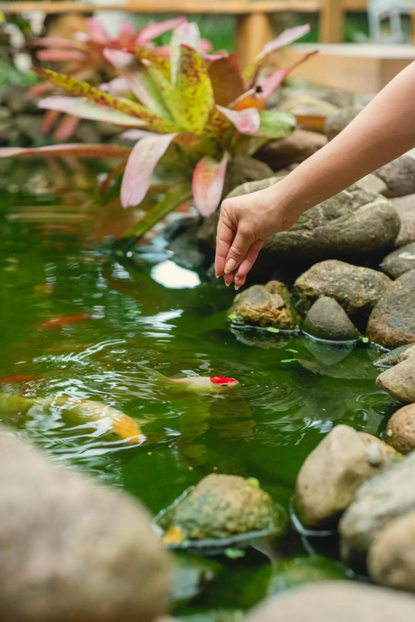 Garden in Pousada Cacau
