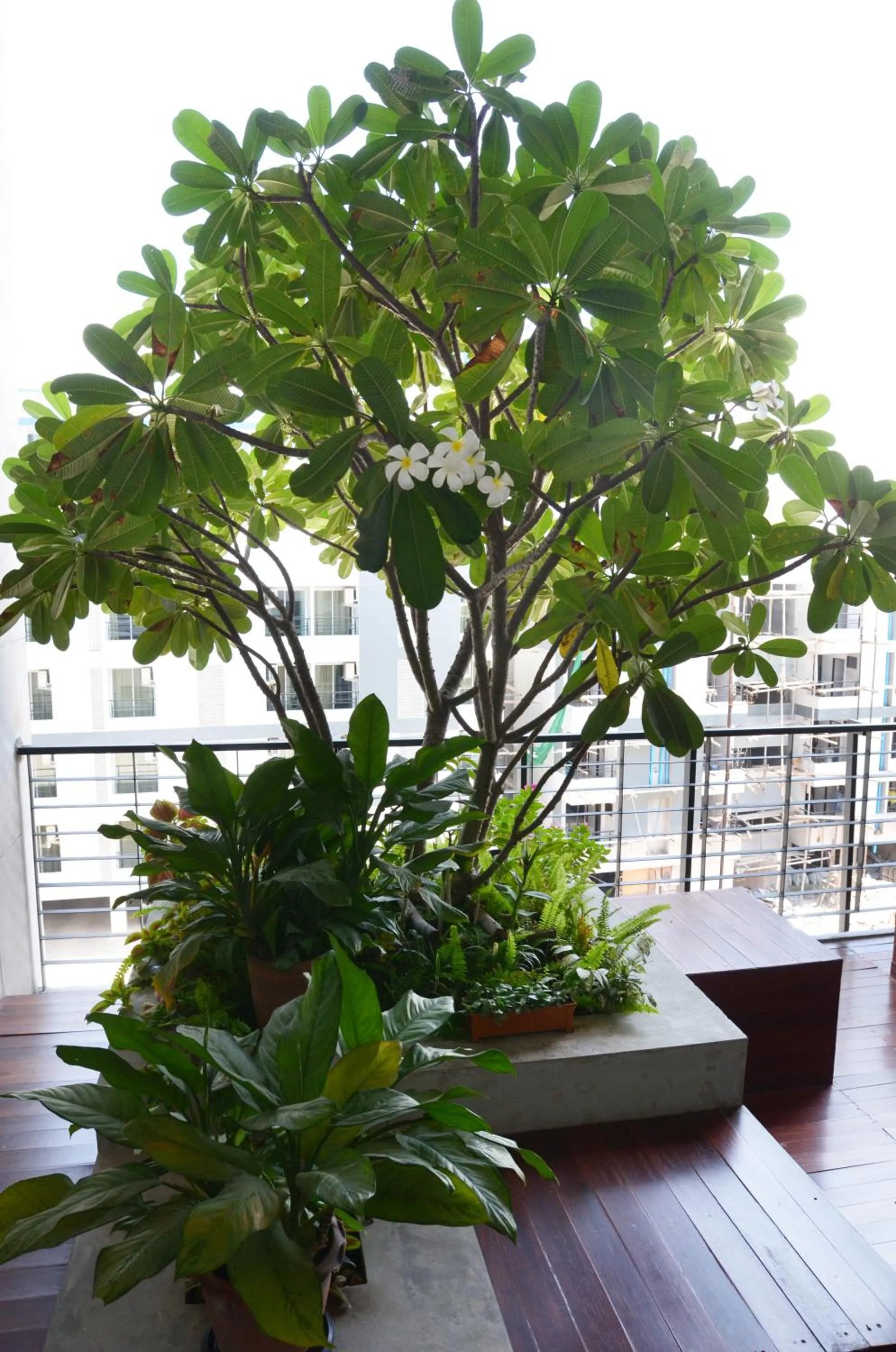 Garden in The September Salaya