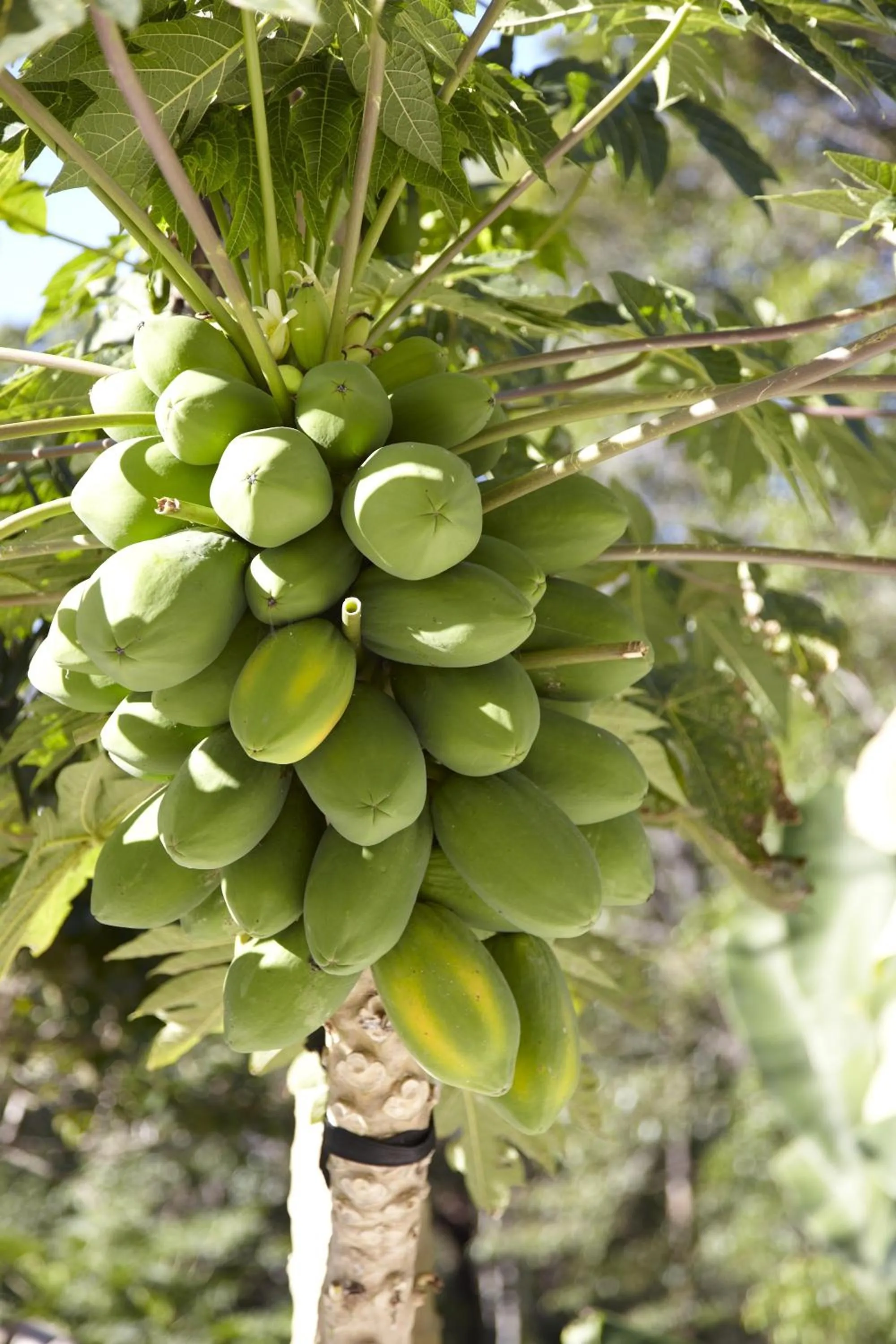 Other in Alaya Verde Bed & Breakfast