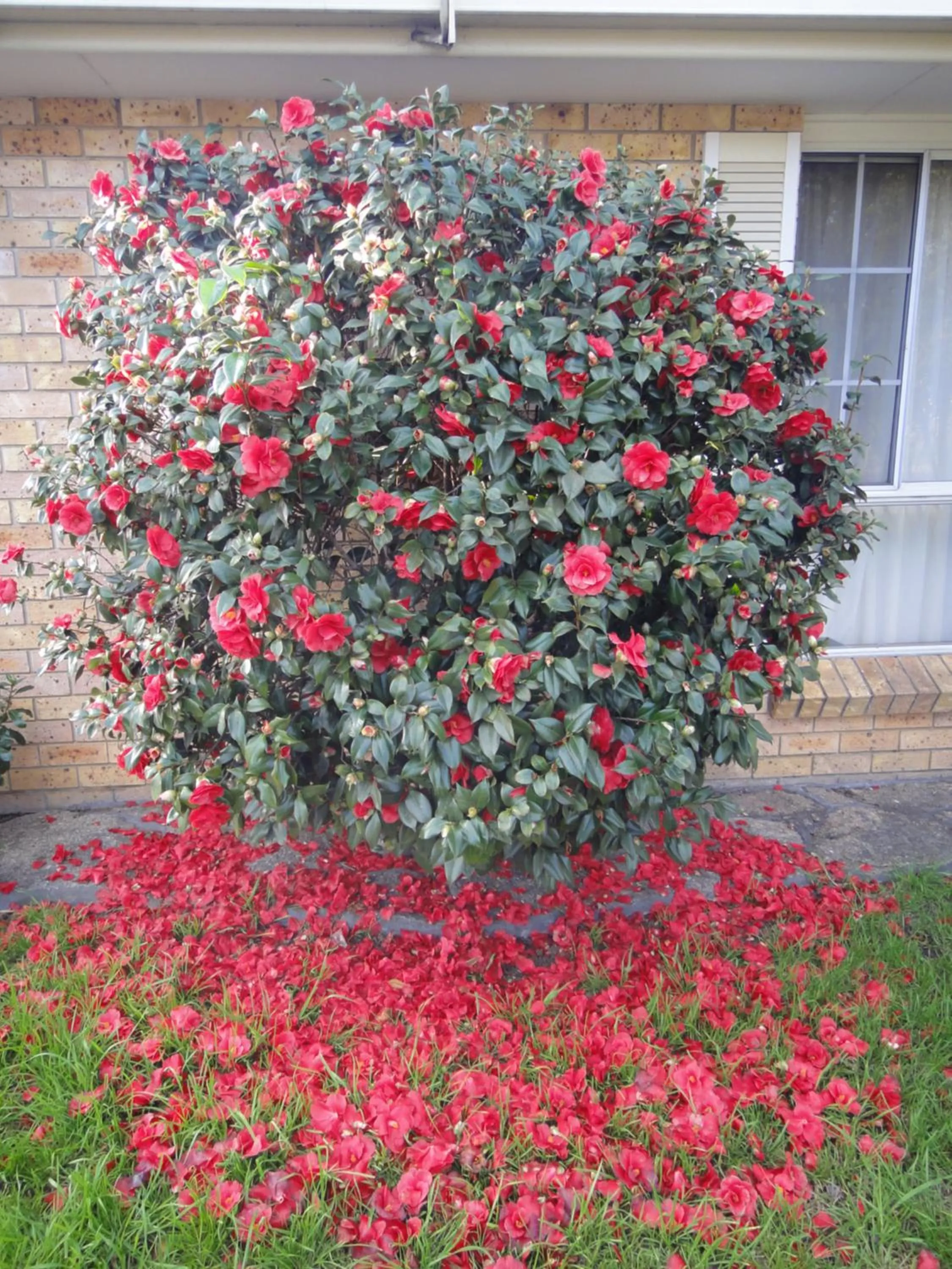 Other in Town and Country Motor Inn