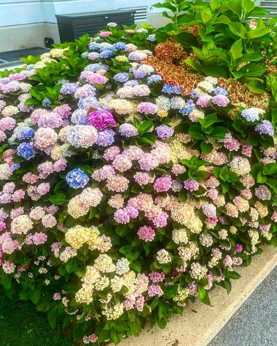 Spring in Town and Country Motor Inn