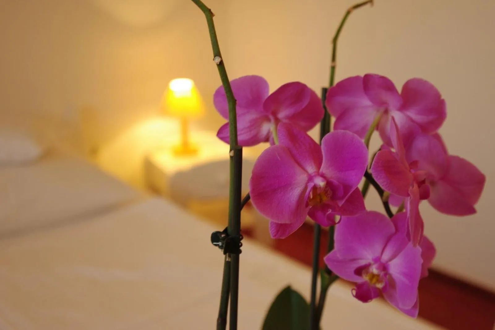 Bedroom, Bed in Fodor Hotel