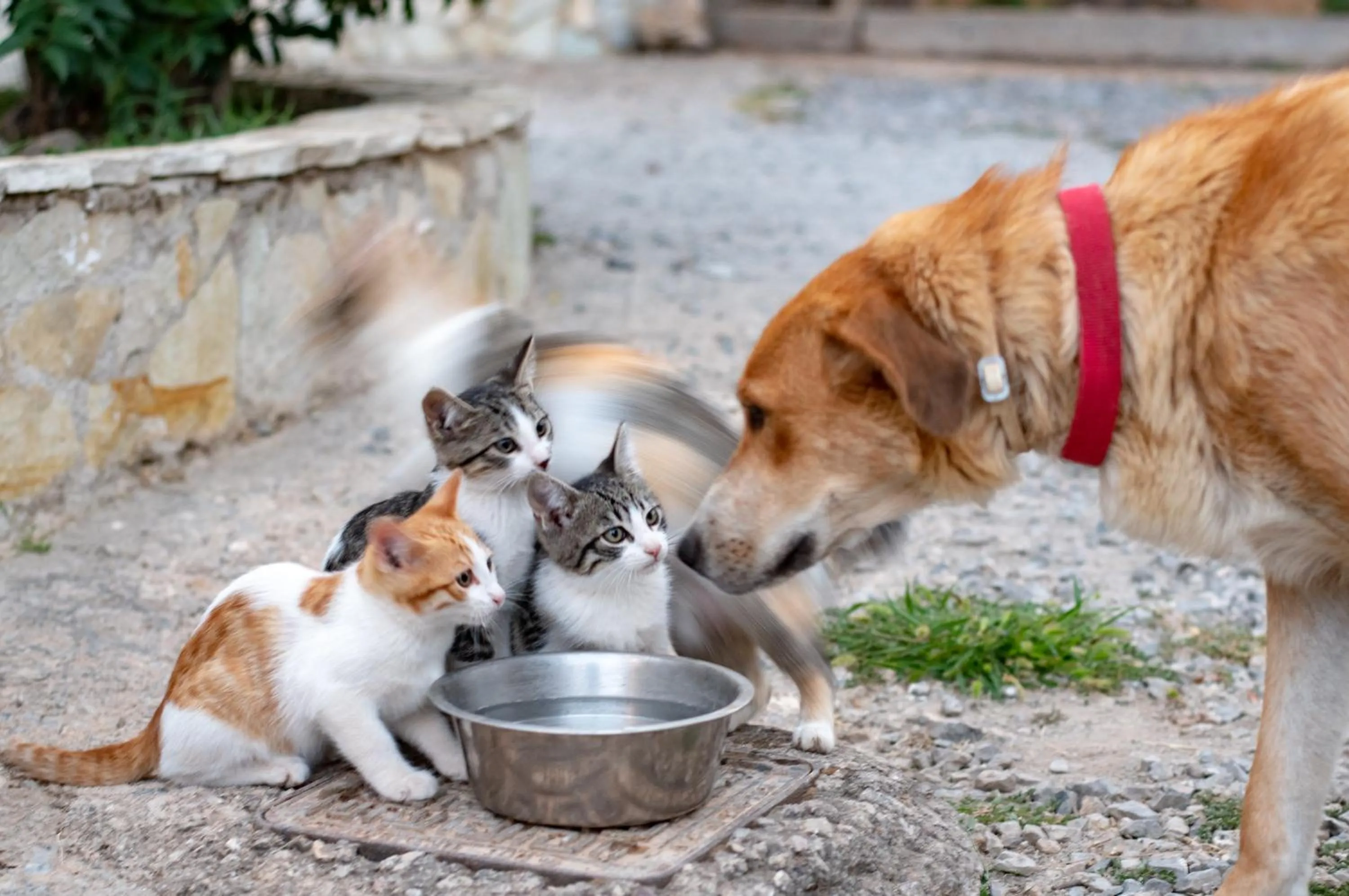 Animals in Orias Guesthouse & Farm