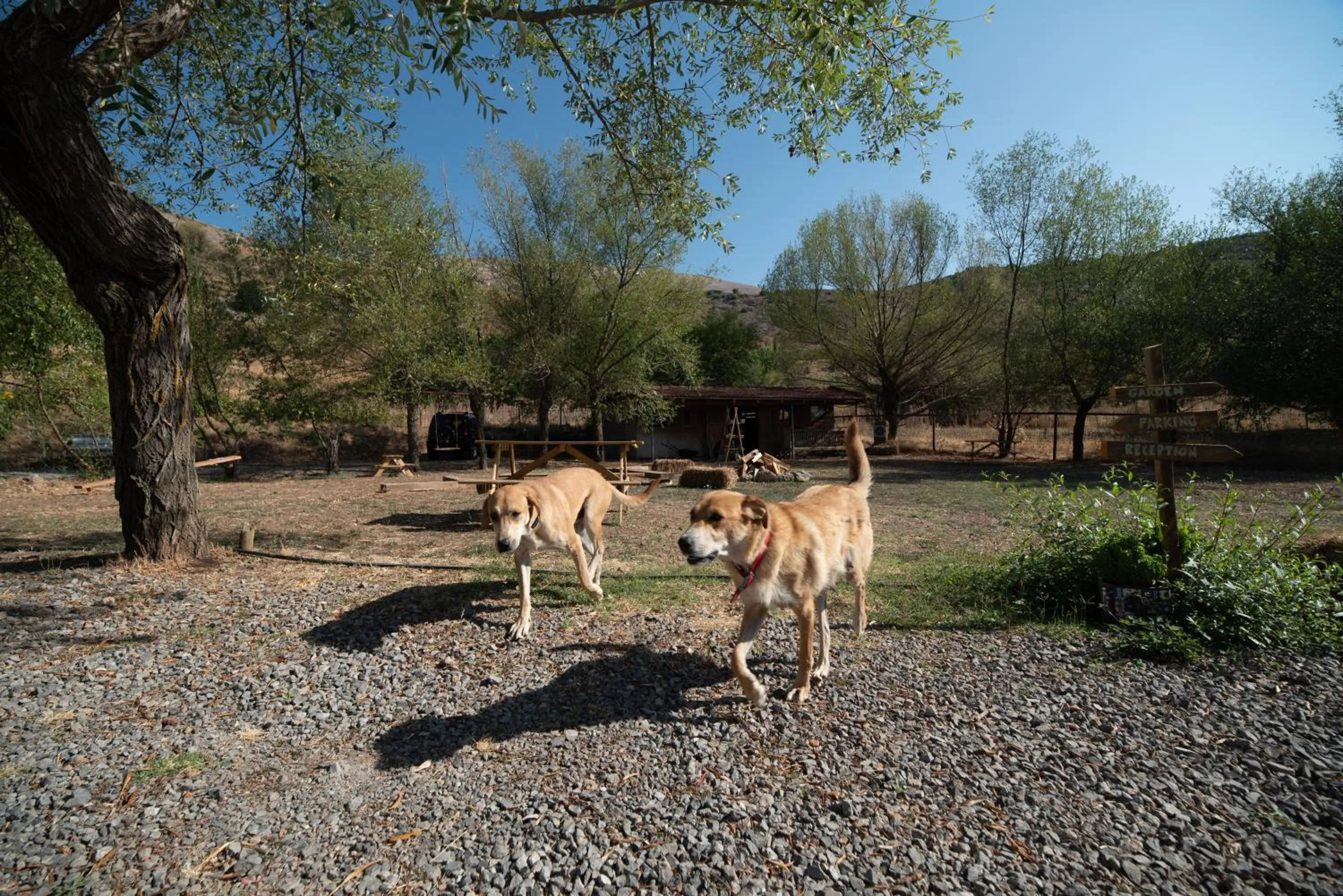 Animals in Orias Guesthouse & Farm