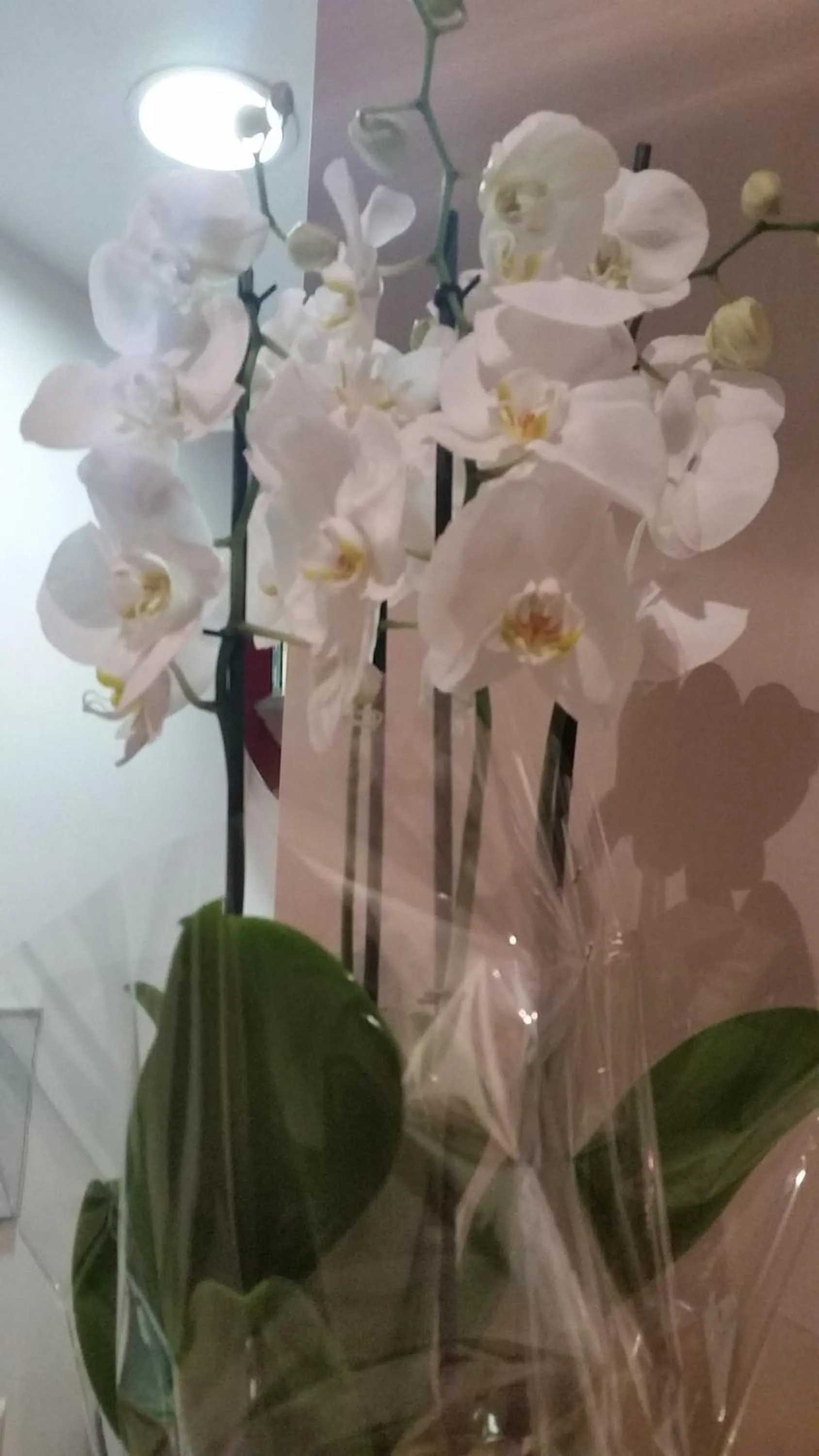 Decorative detail in InnVatican Guest House