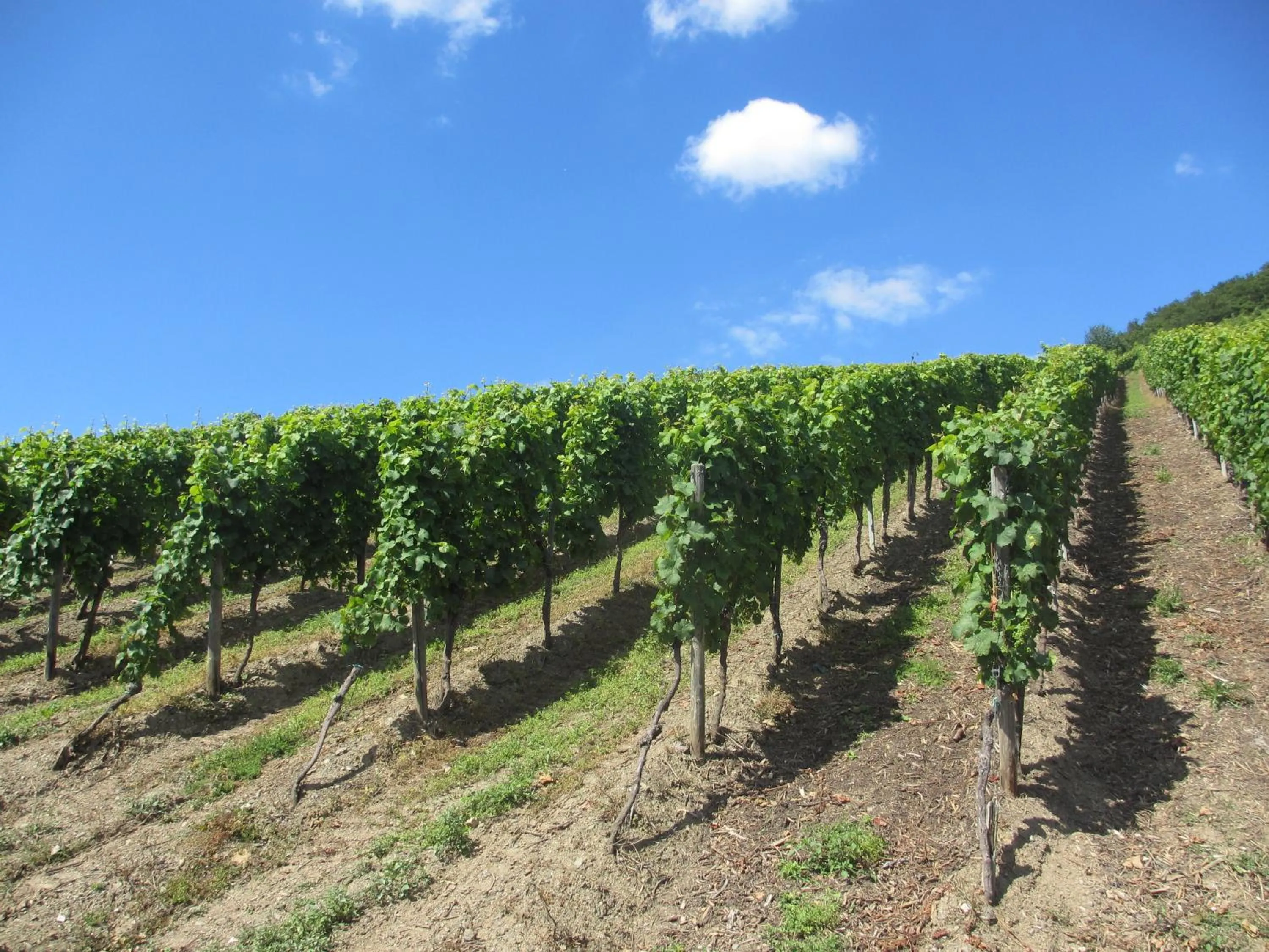 Area and facilities in Feriendomizil am Lindenplatz