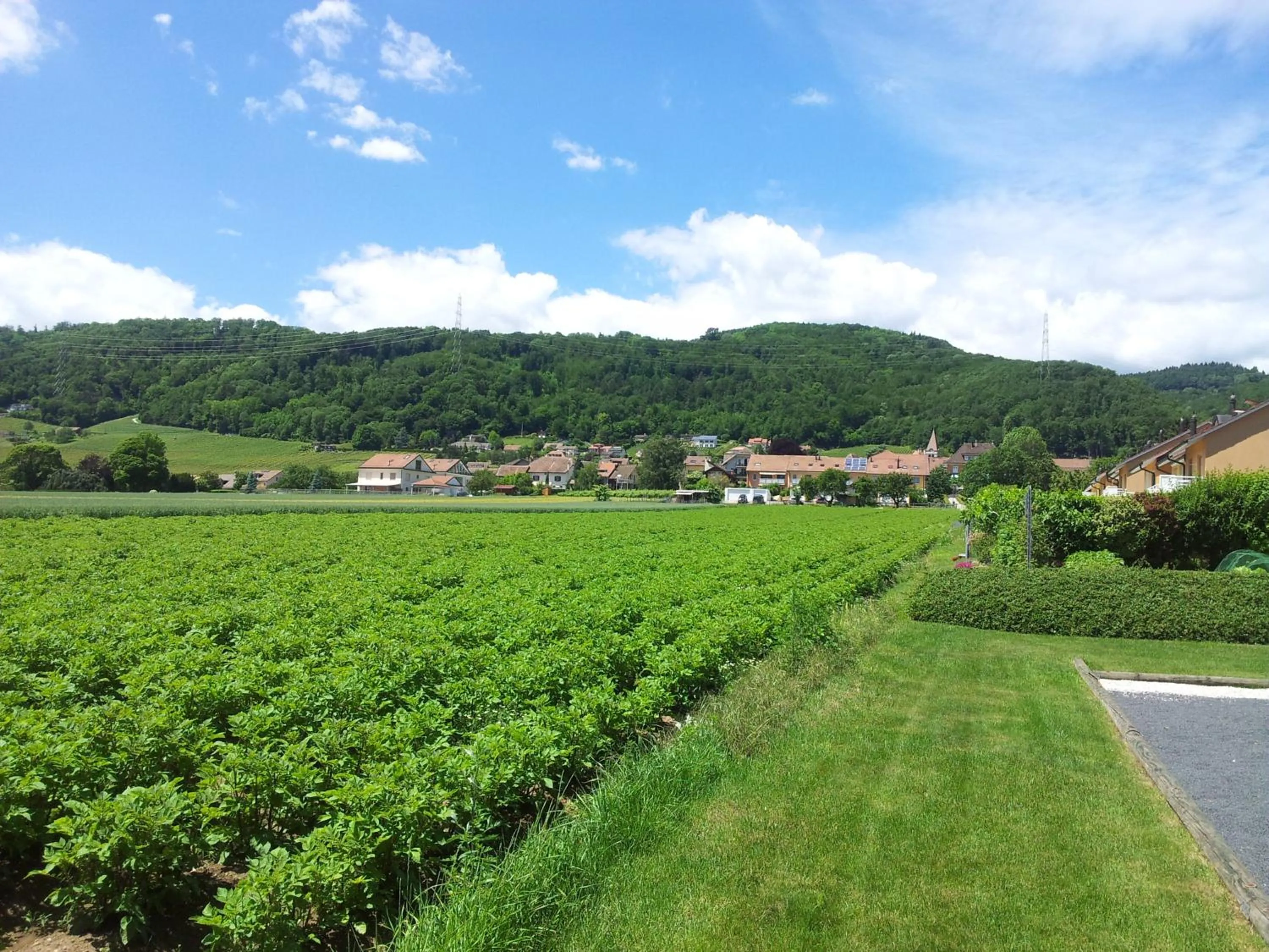 Hiking in Au cœur du vignoble sur Bursins