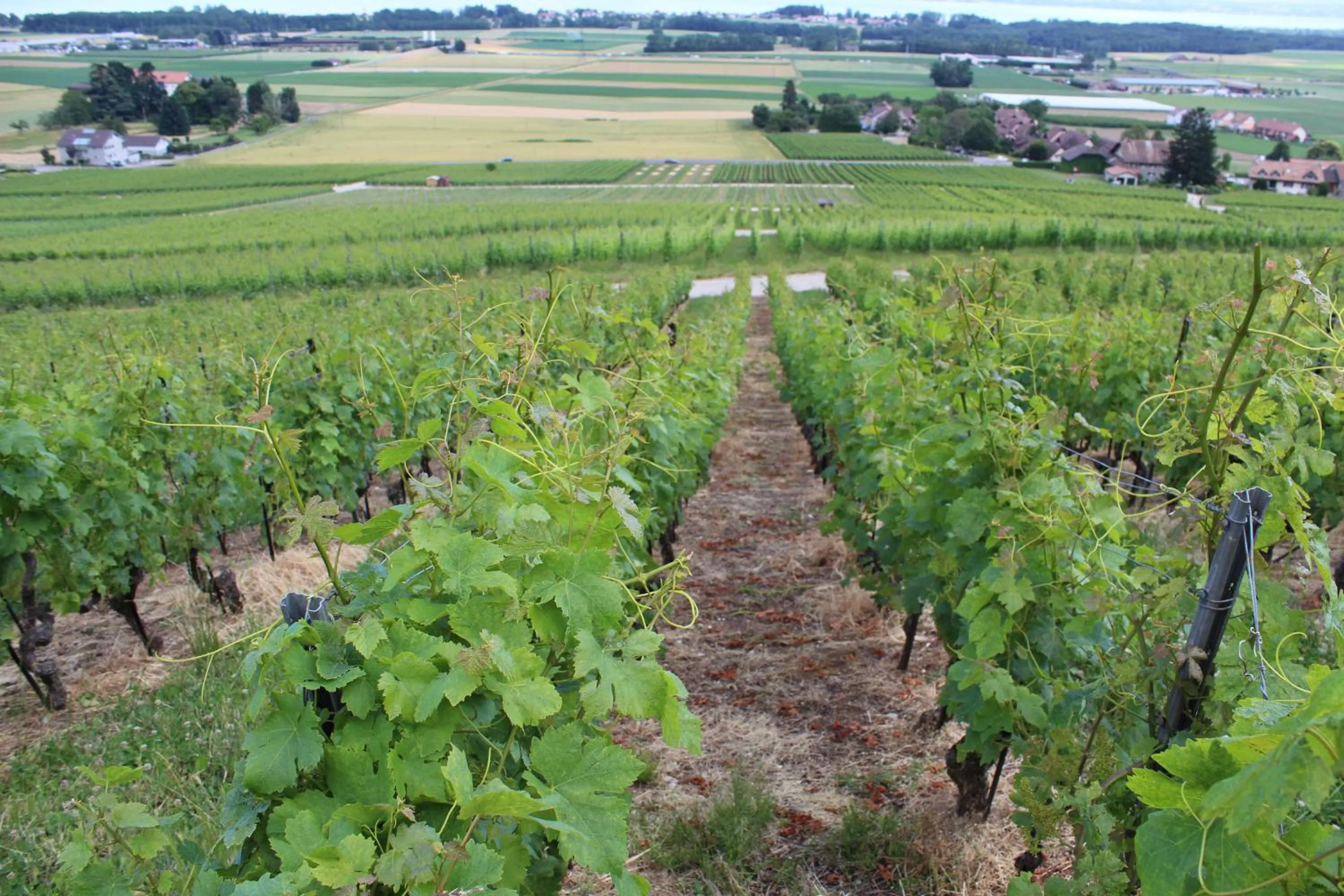 Cycling in Au cœur du vignoble sur Bursins