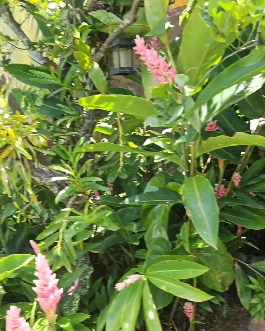 Pousada e SPA Shiva São Sebastião 200mts da praia