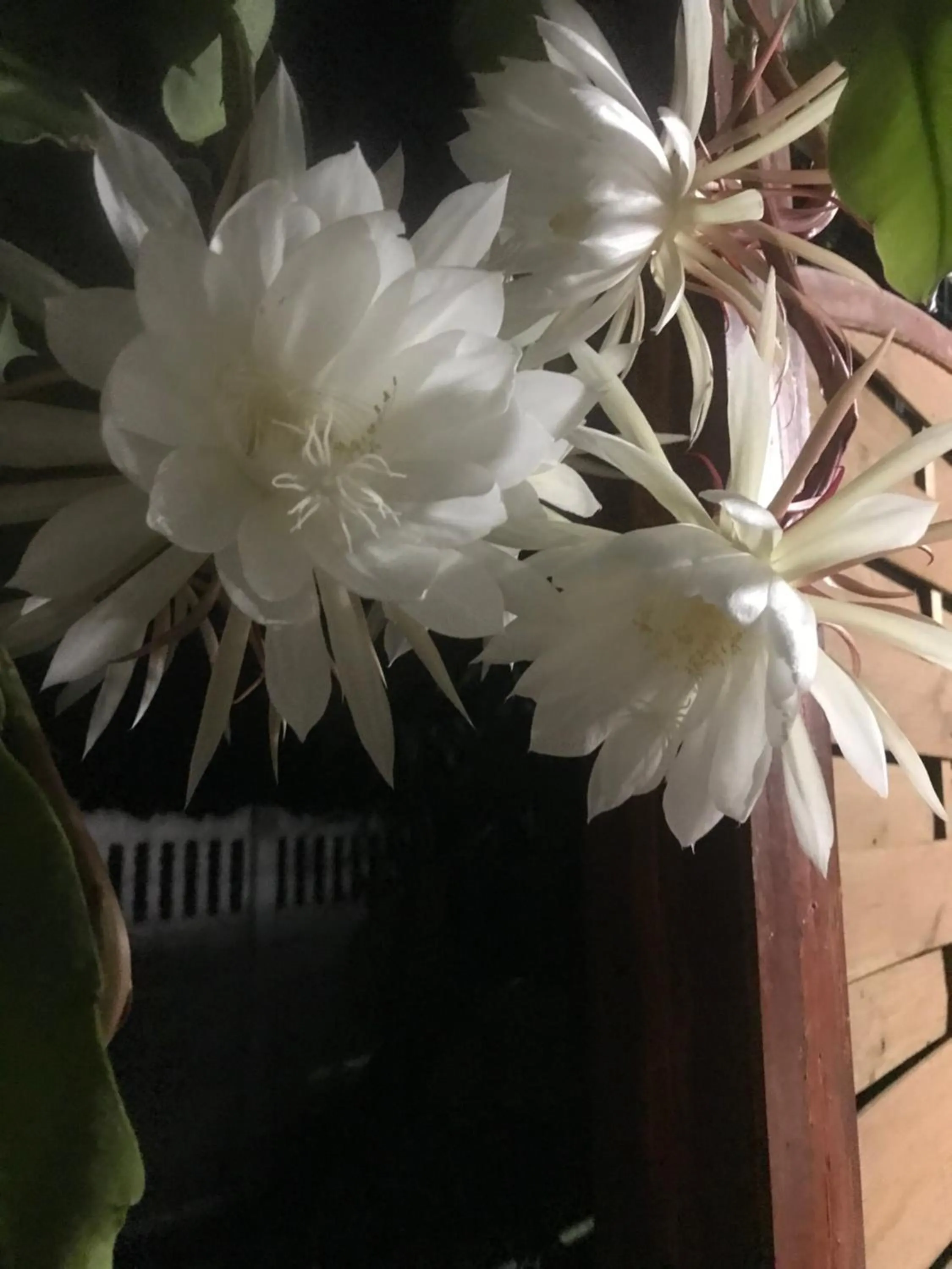 Natural landscape in PensionLien