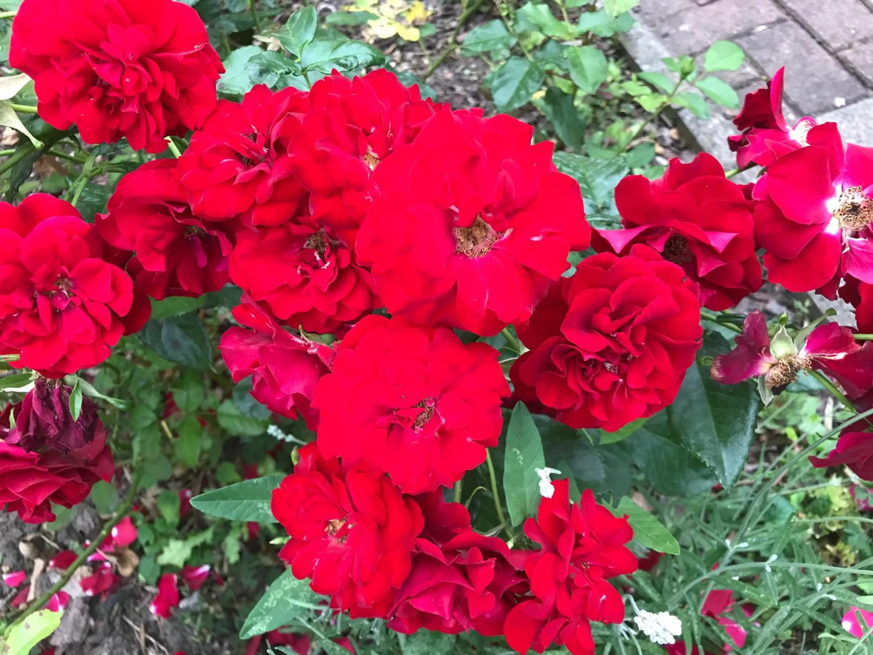 Garden in PensionLien