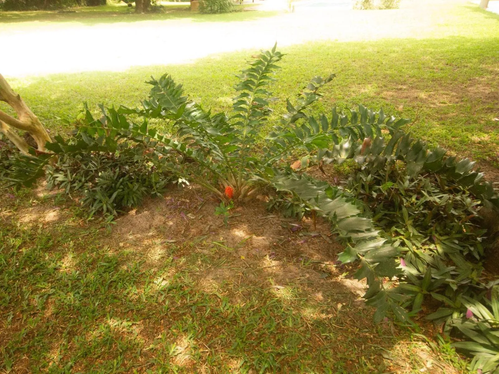Garden in SeaXplore Lodge & Dive Center