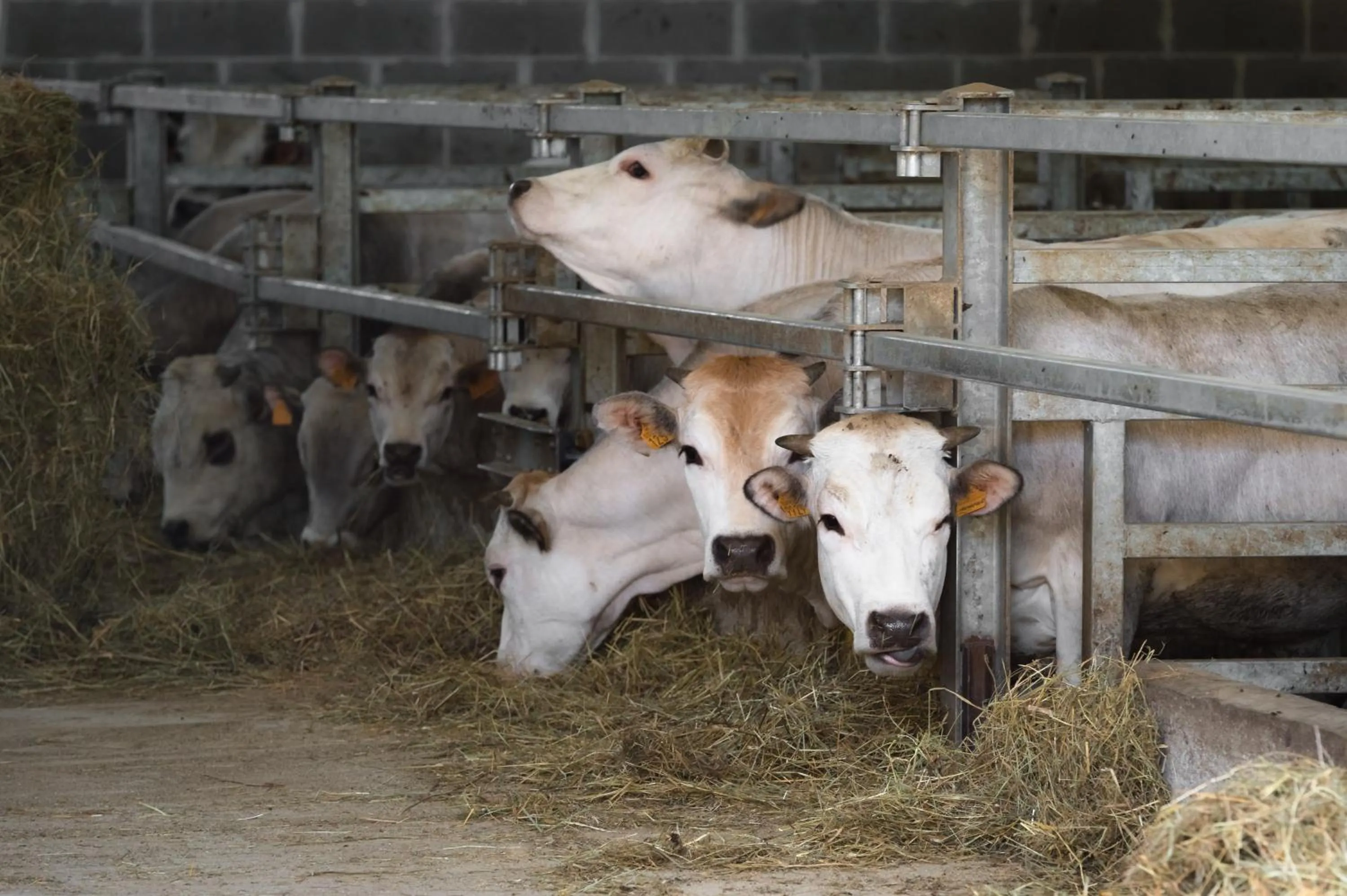 Animals in All'Ombra del Castello