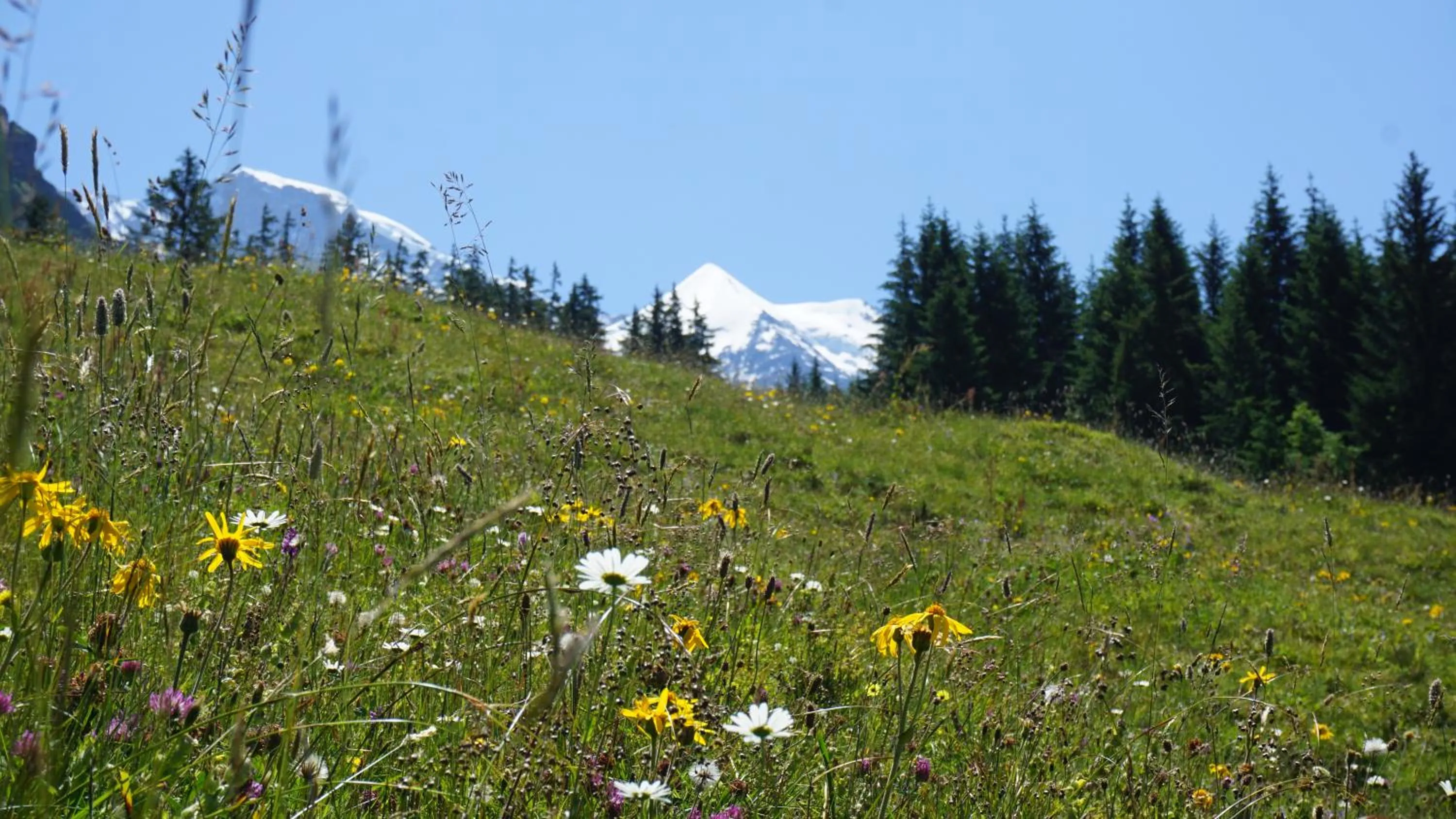 Hiking in Alpenkräuter Hotel Bären
