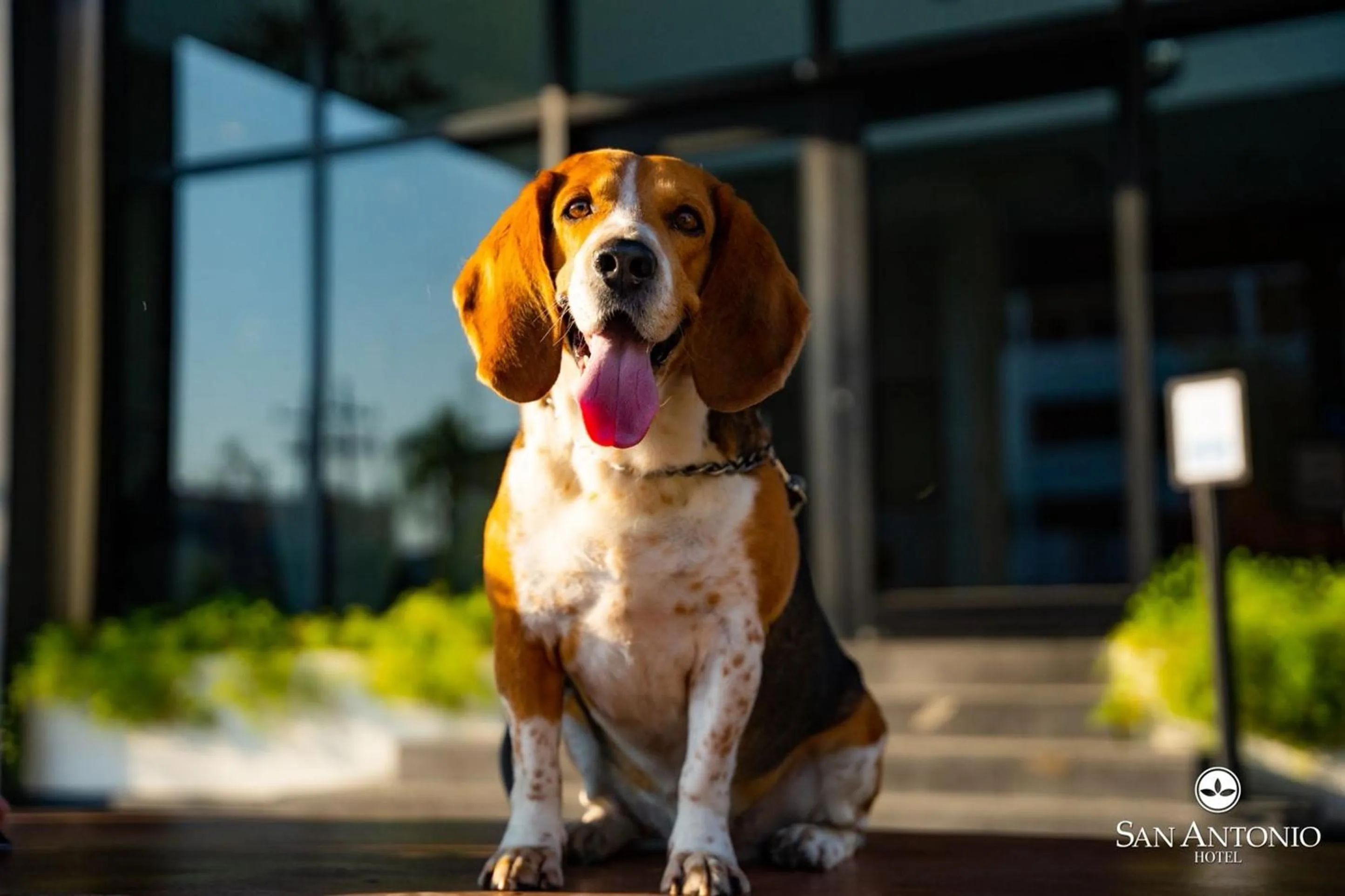 pet friendly in Hotel San Antonio