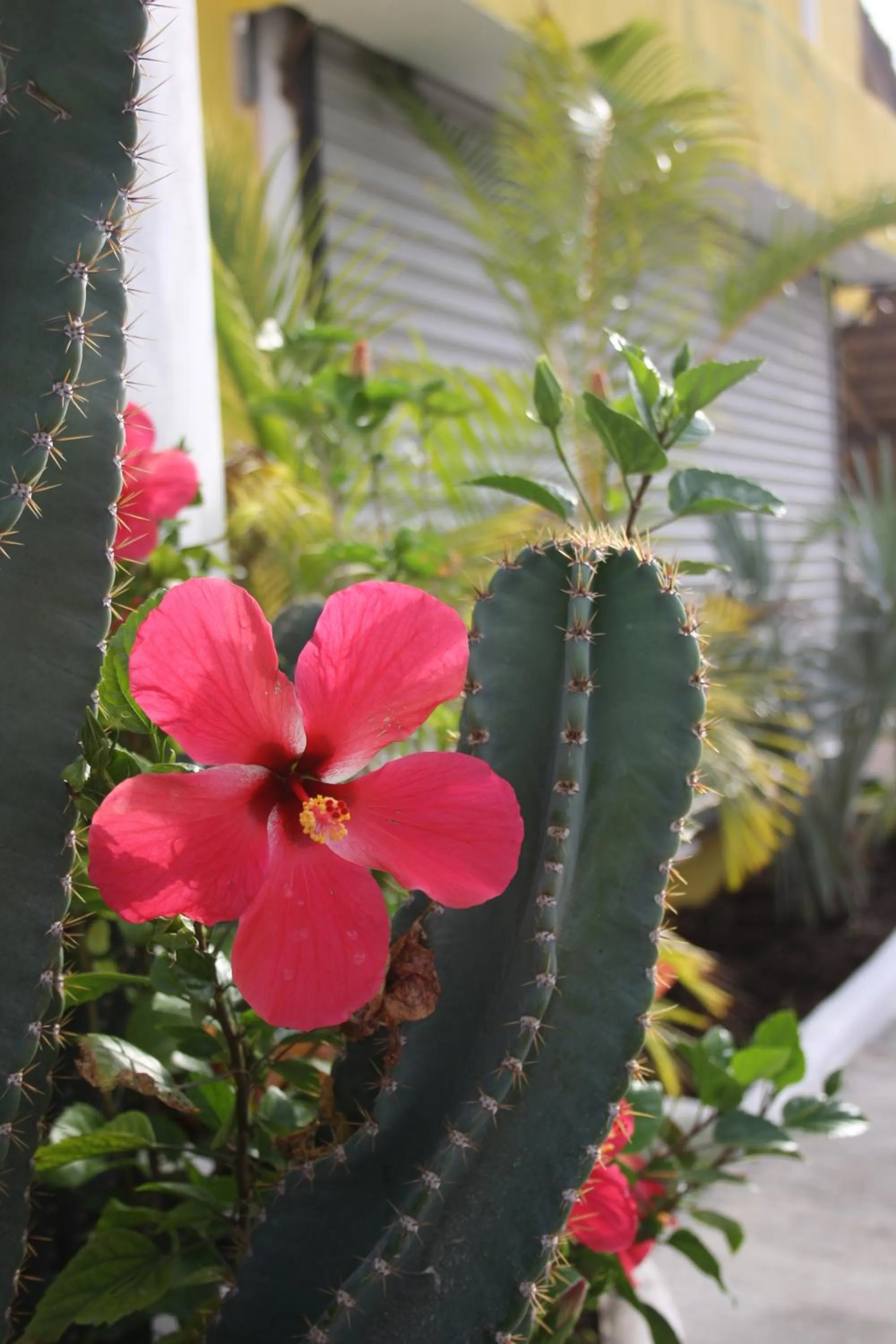 Garden in Hotel Sol Playa