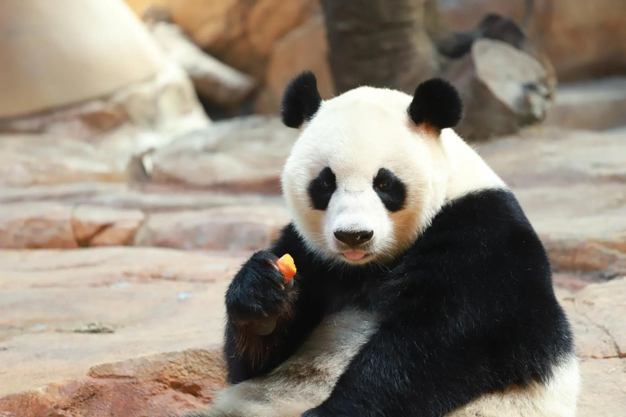 Entertainment in Hilton Chengdu Chenghua - Close to Panda Base and Chunxi Road