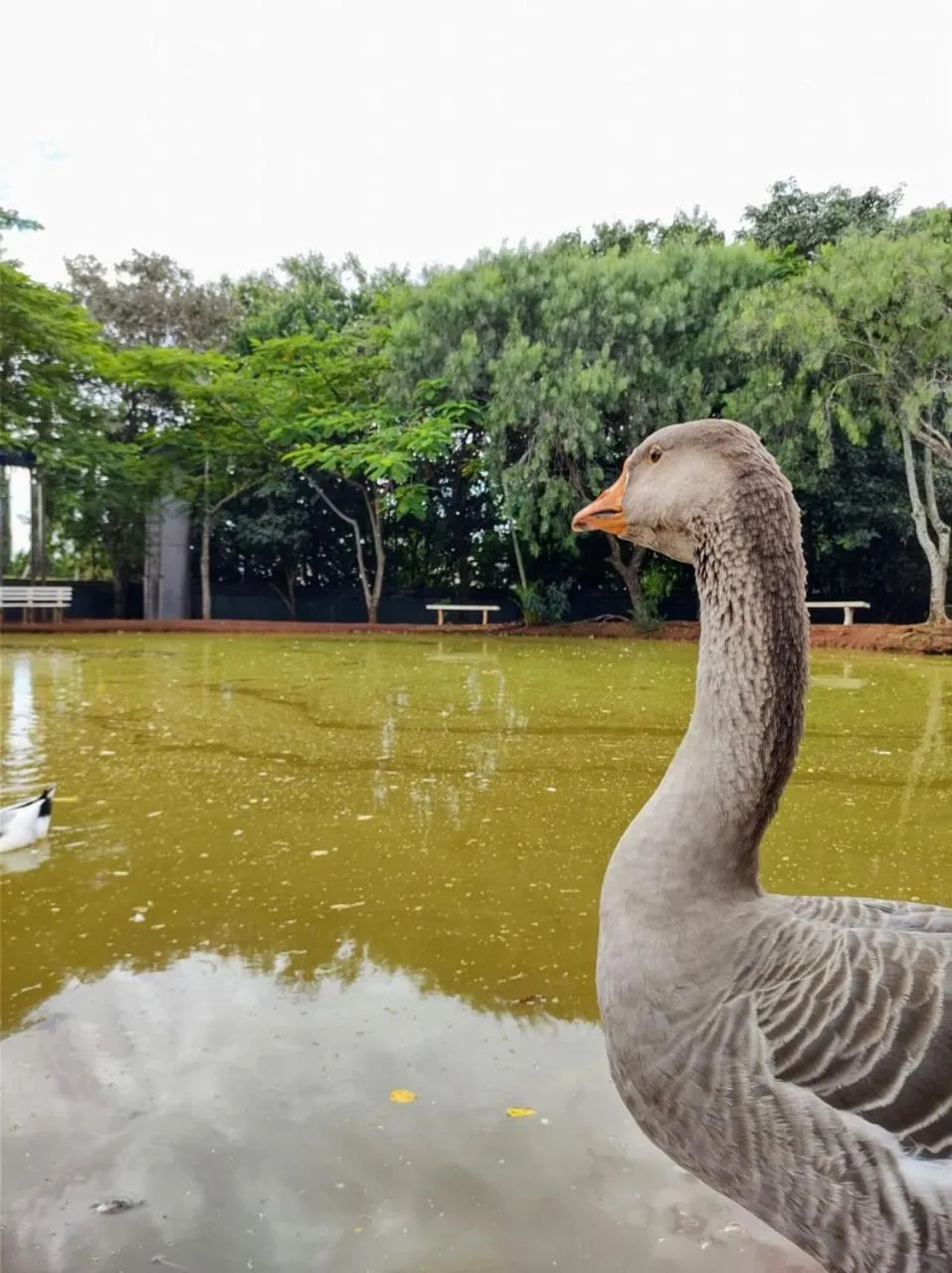 Lake view in Hotel Casa Amarela