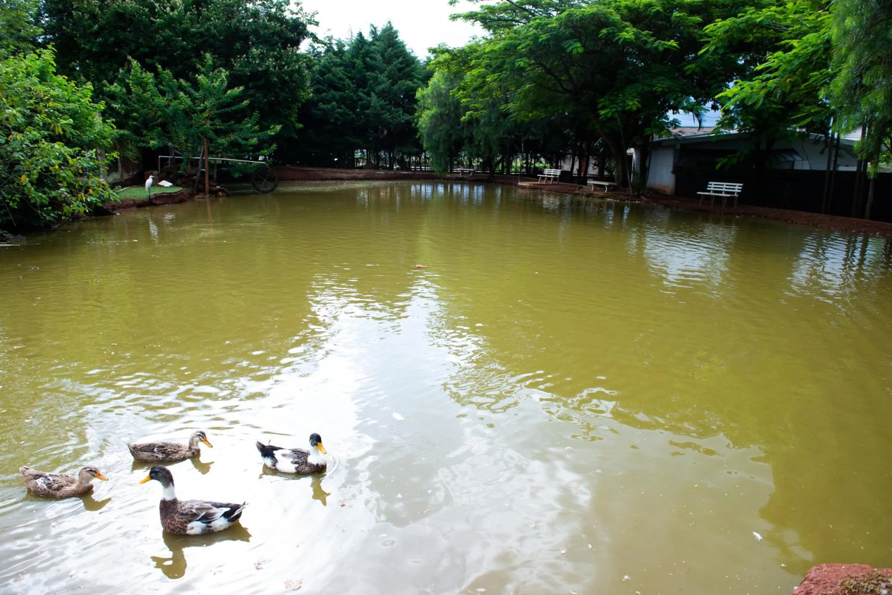 Animals in Hotel Casa Amarela