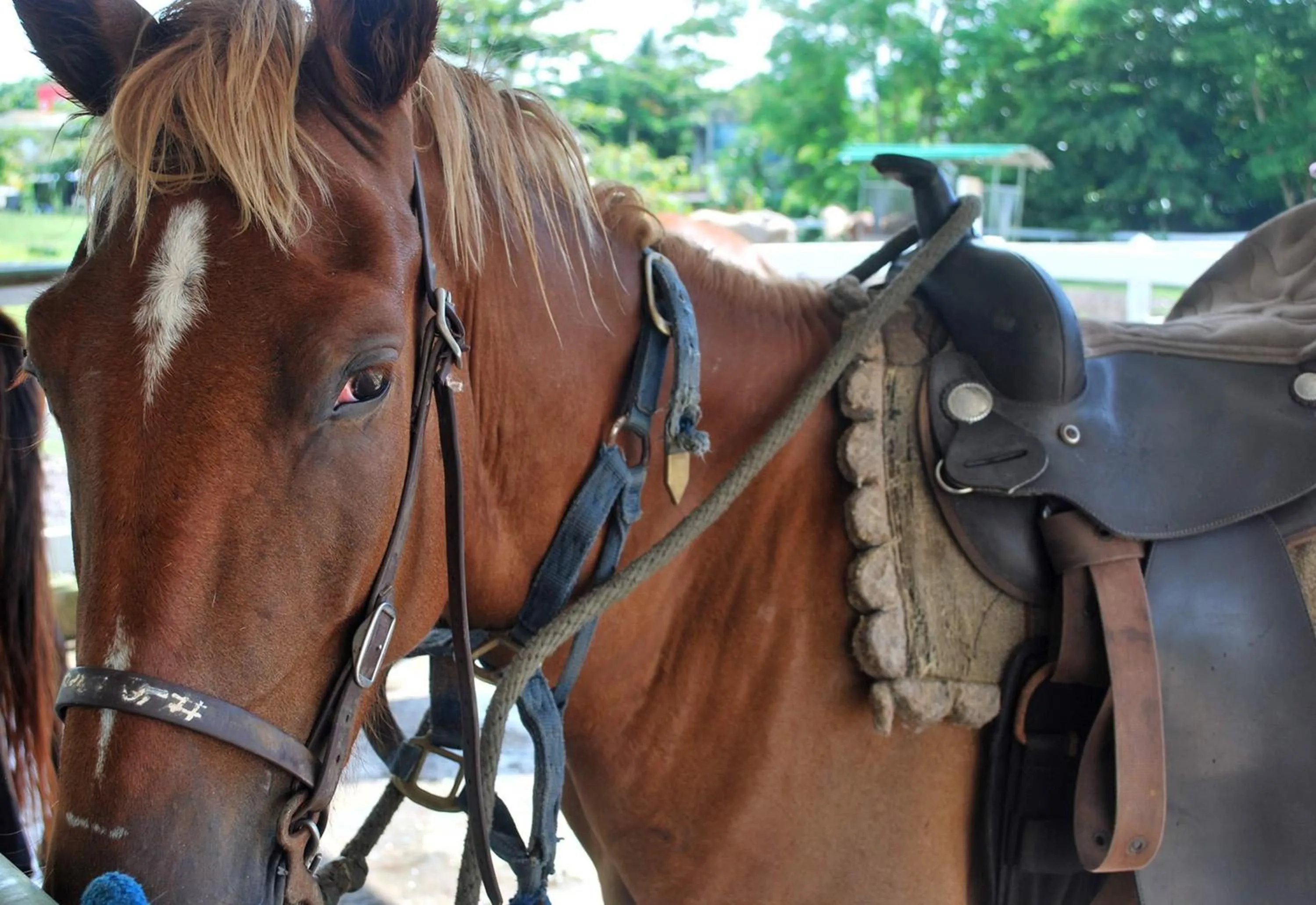 Horse-riding in Wyndham Palmas Beach and Golf Boutique Resort