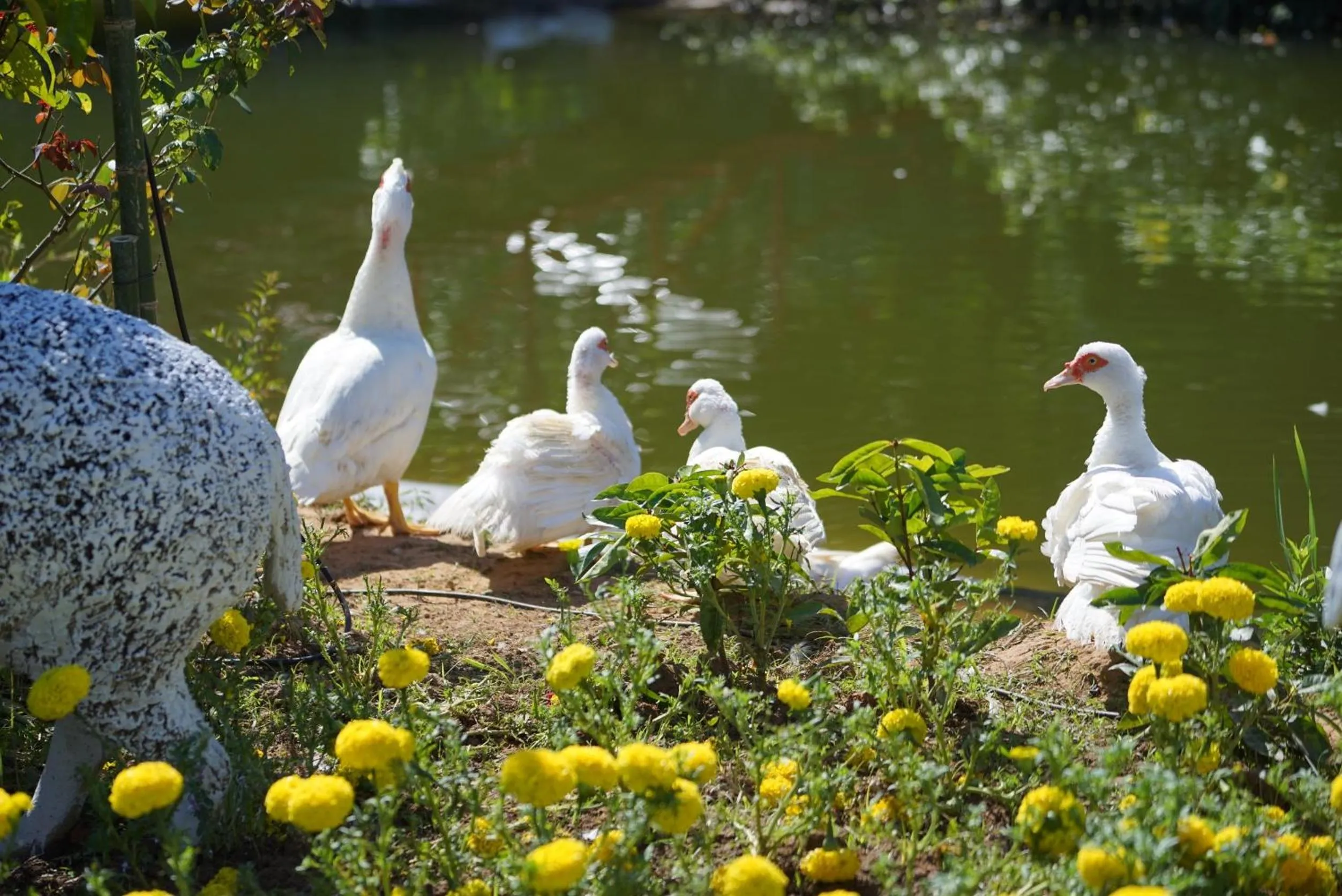 Garden in Baan Ping Kan Longstay