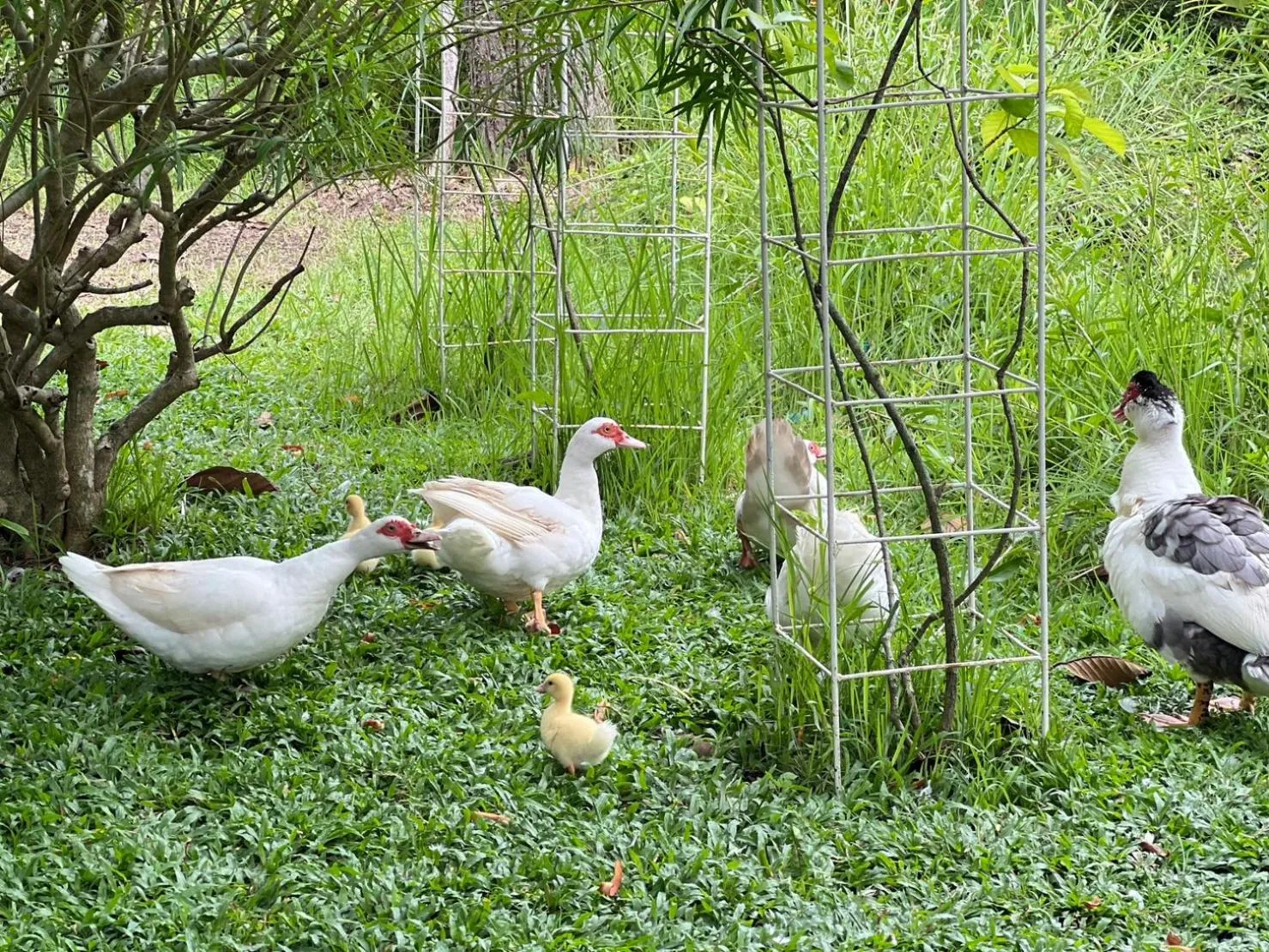 Animals in Baan Ping Kan Longstay