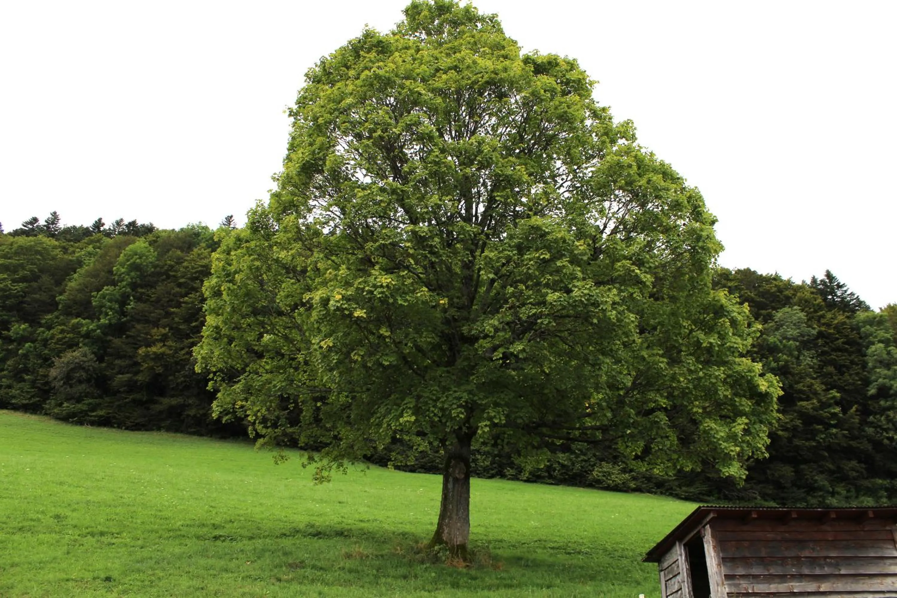 View (from property/room) in Bonne Auberge Les Bugnenets
