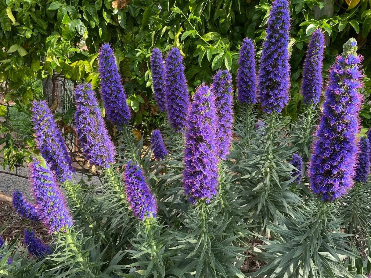 Garden in The Retreat at Froog Moore Park