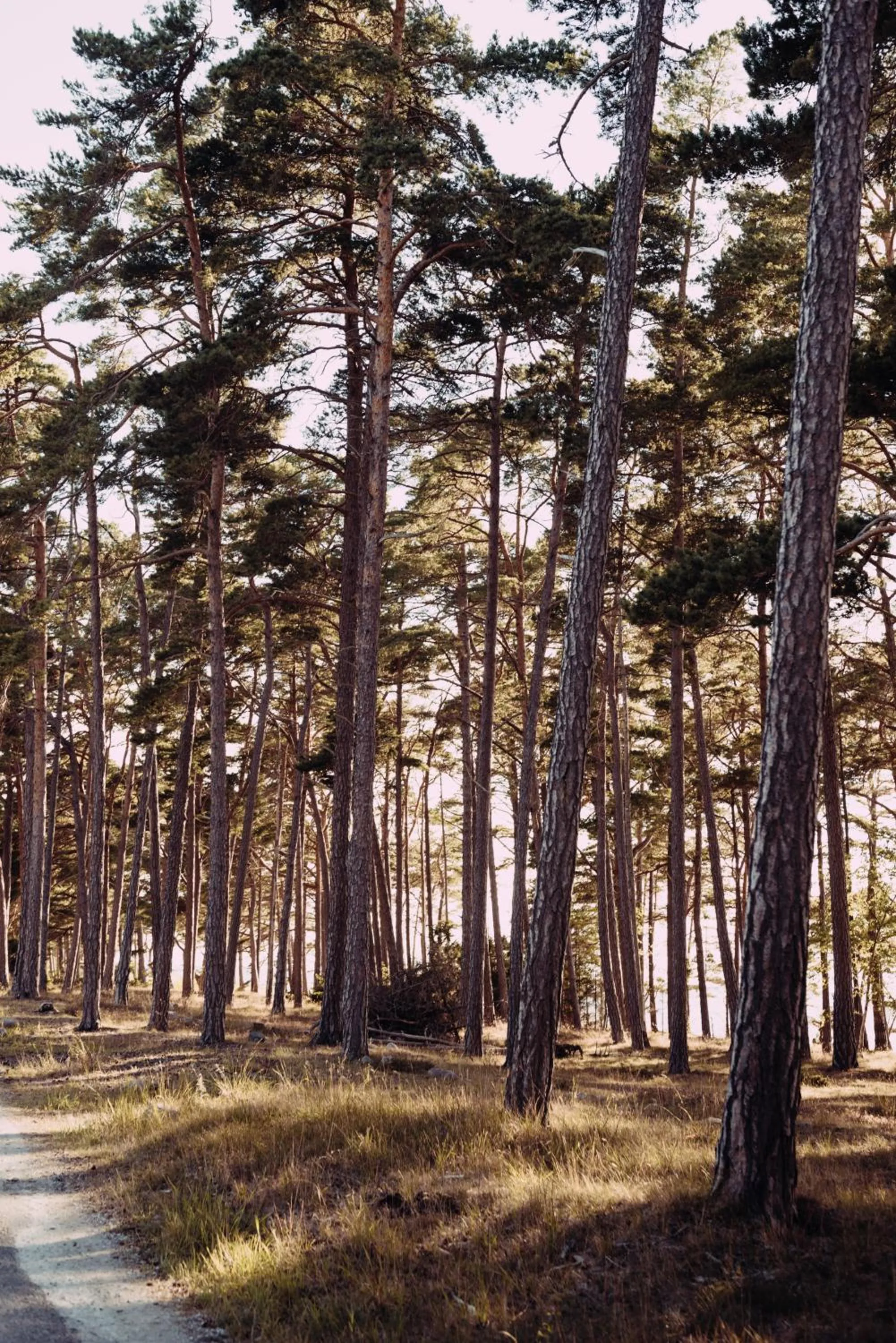Natural landscape in Hotel Toftagården