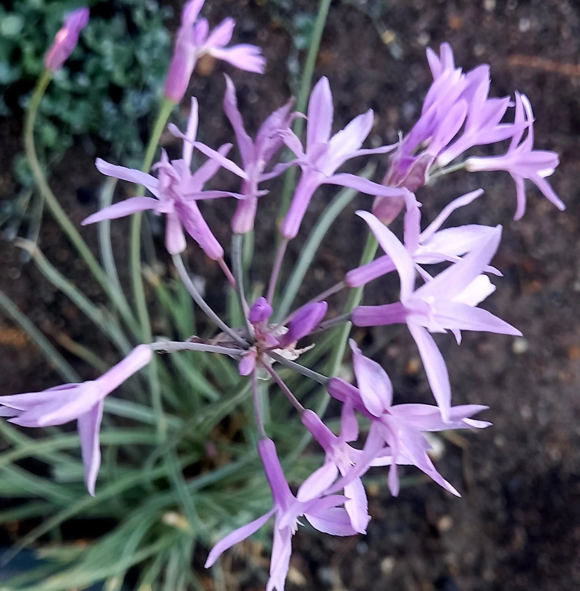Garden in Cessnock Vintage Motor Inn