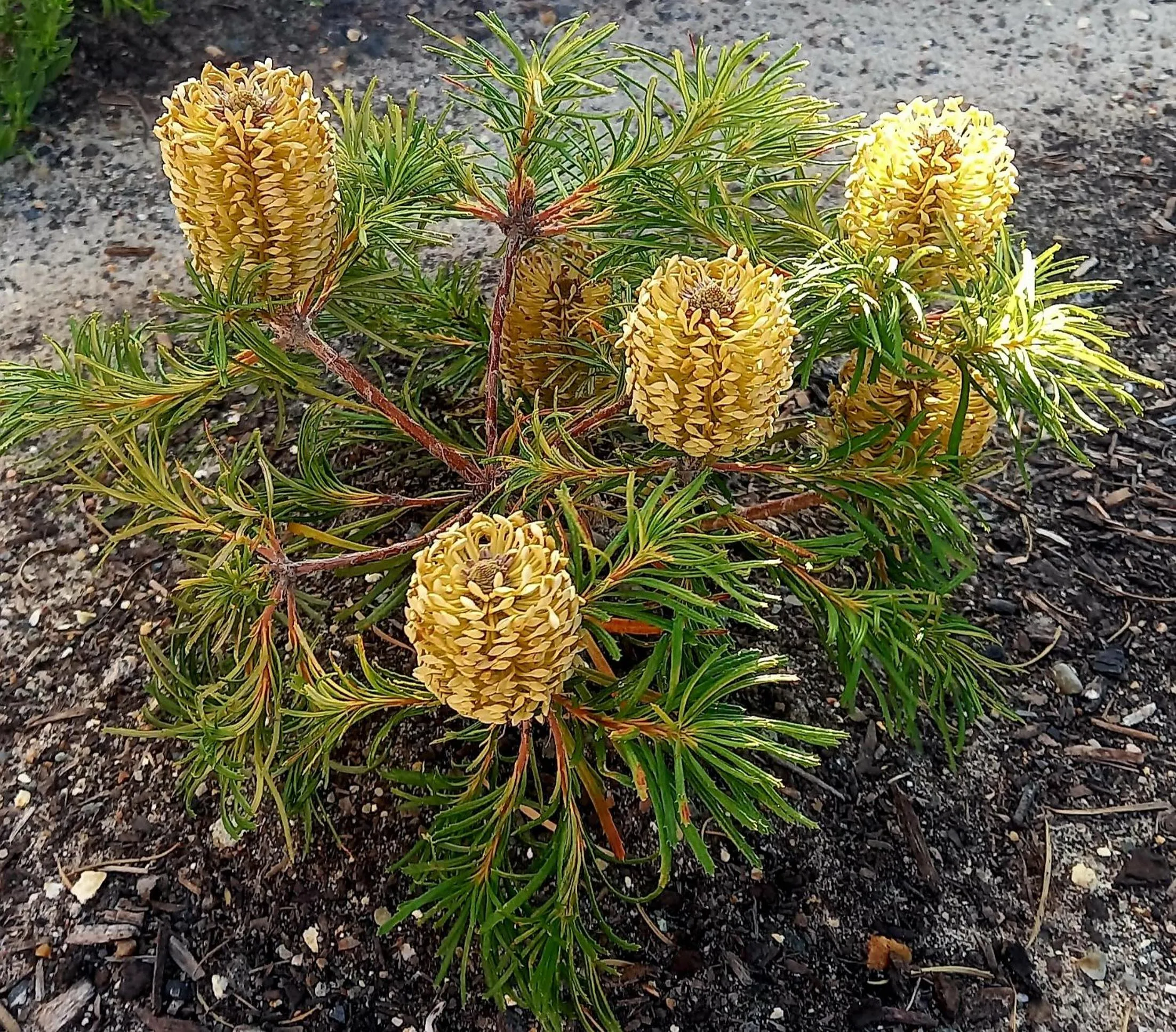 Garden in Cessnock Vintage Motor Inn