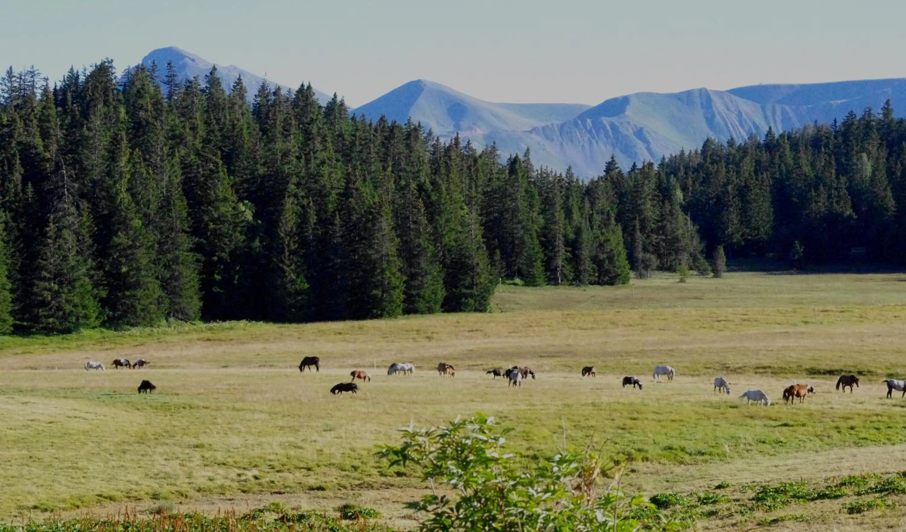 Natural landscape in Auberge Restaurant du Virage