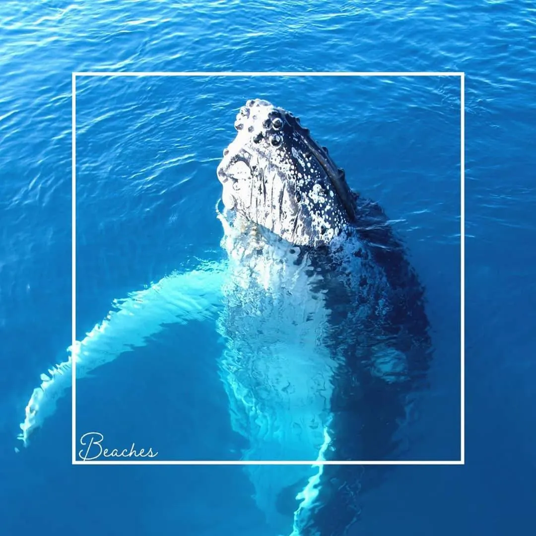 Beaches International