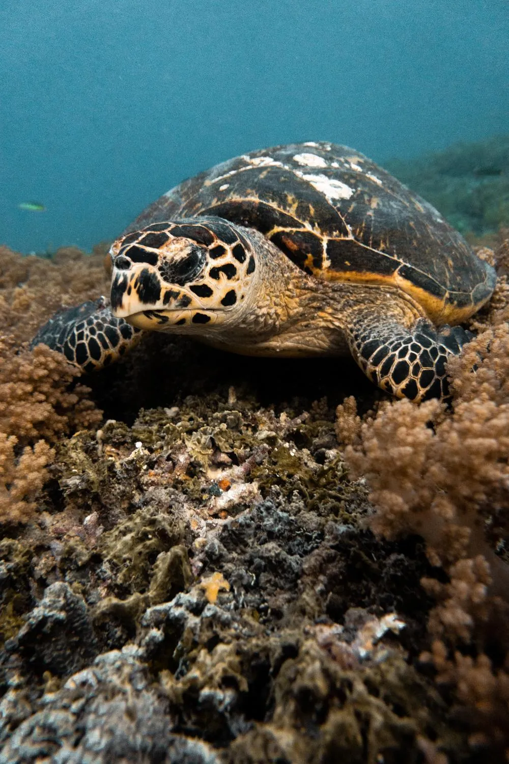 Island View Bar & Bungalow