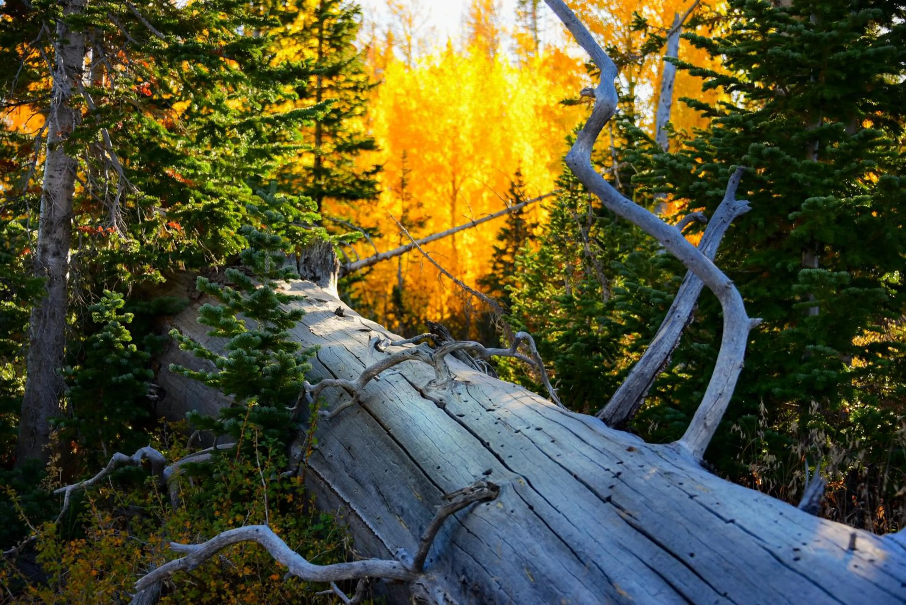 Iron Springs Luxury Lodge & Spa