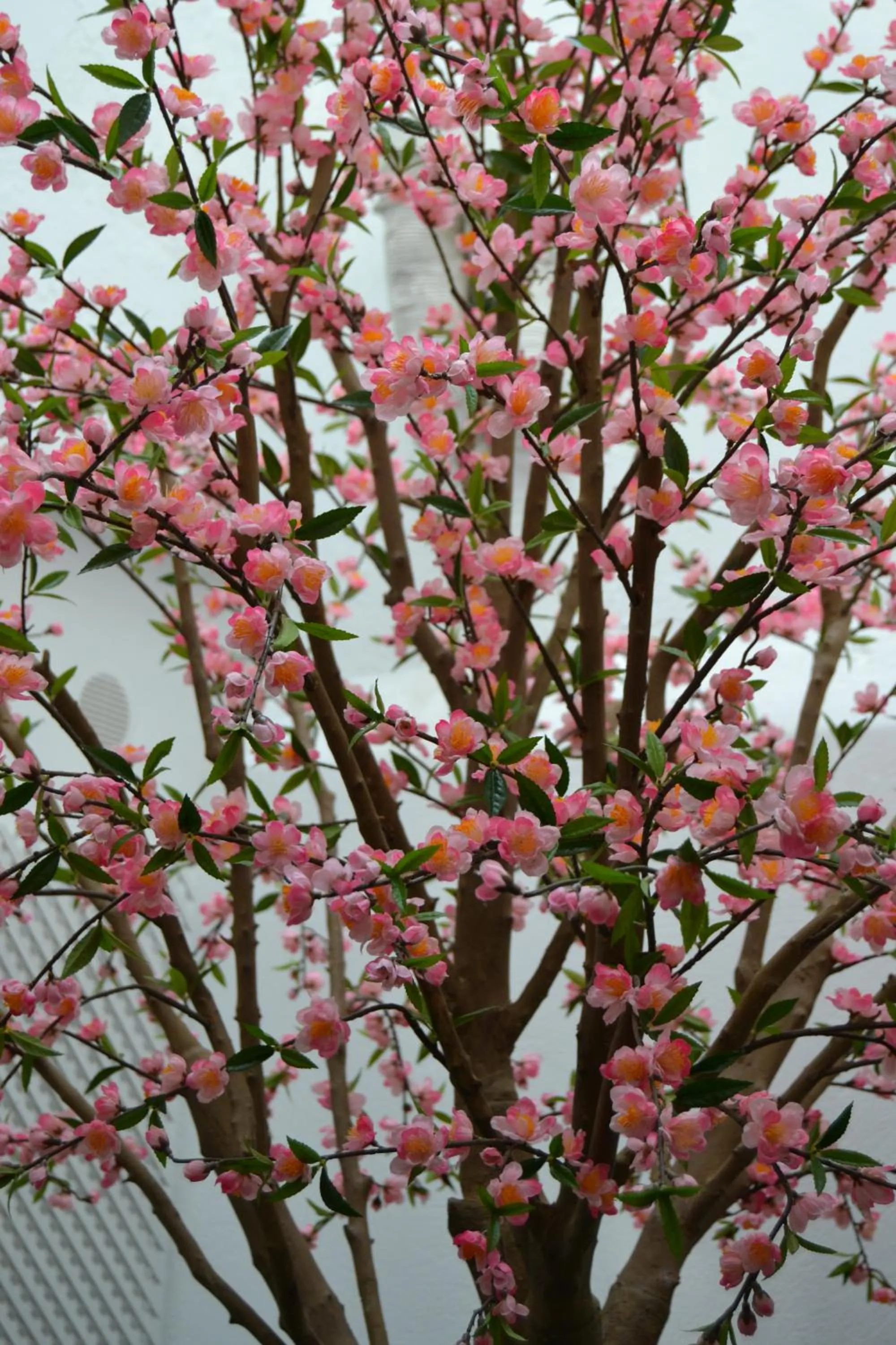 Patio in Deniké Grupo Atalaia