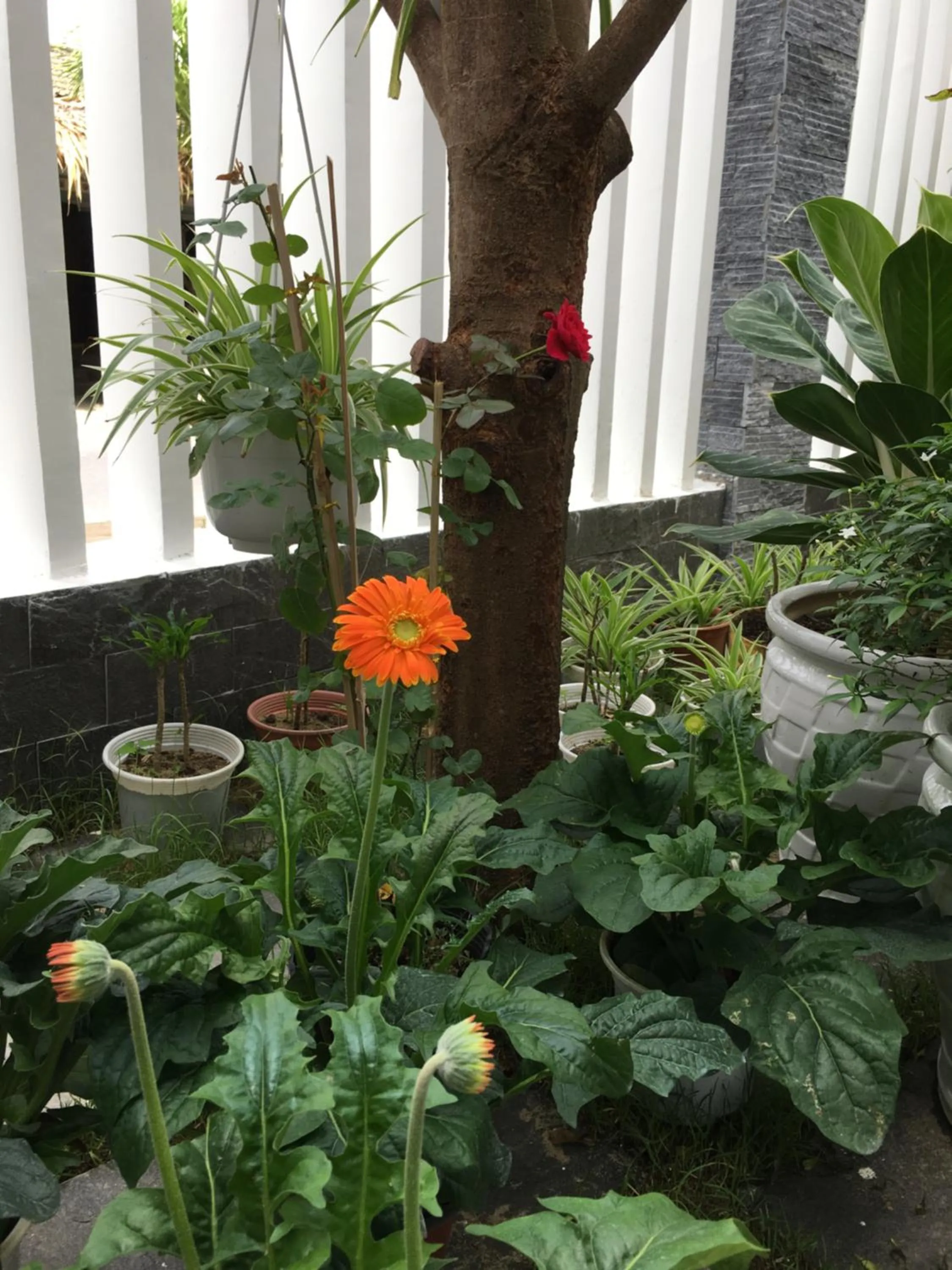 View (from property/room) in An Bang Scent Beach Homestay