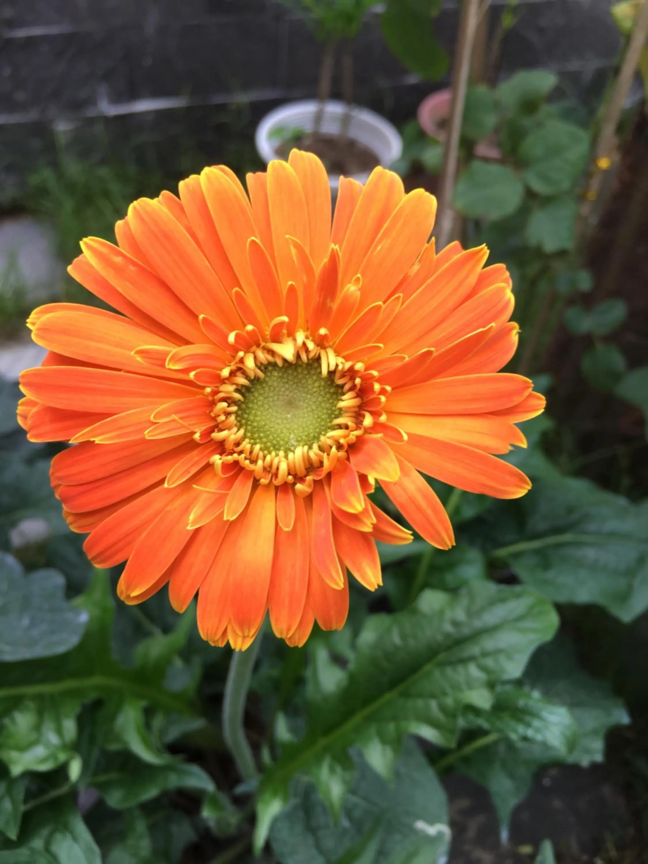 View (from property/room) in An Bang Scent Beach Homestay
