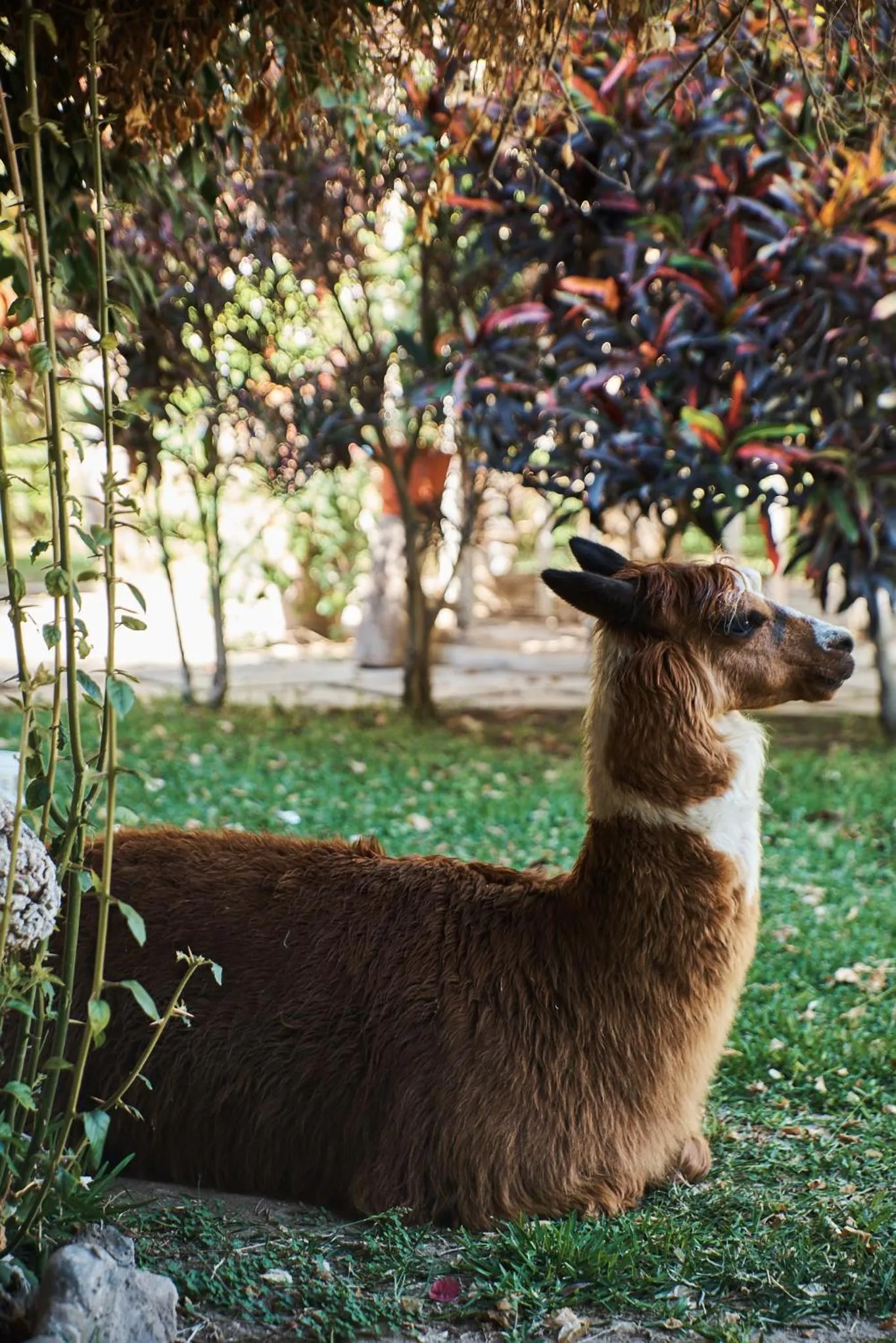 Animals in Hotel Majoro