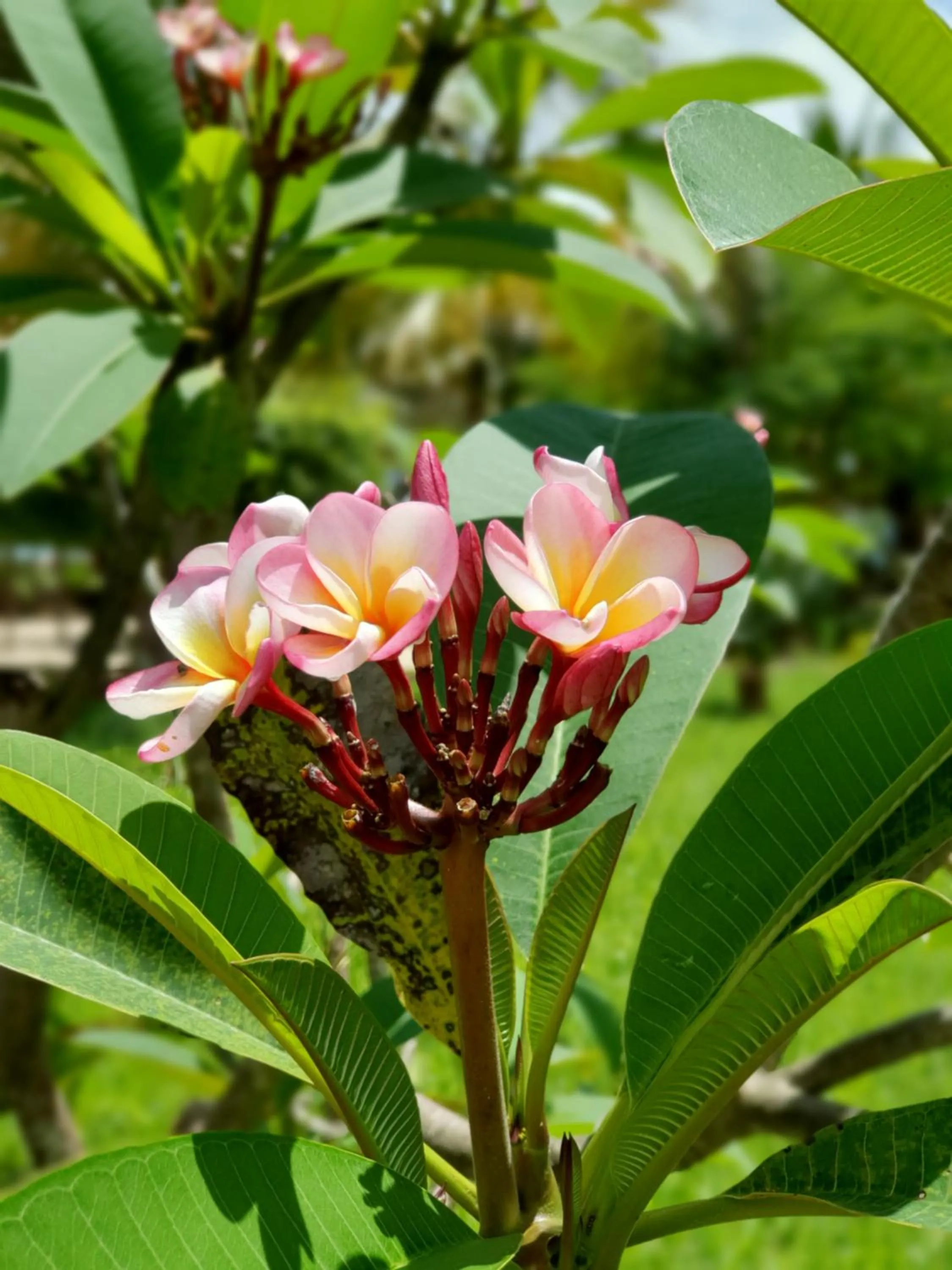 Garden in The Zanzibari