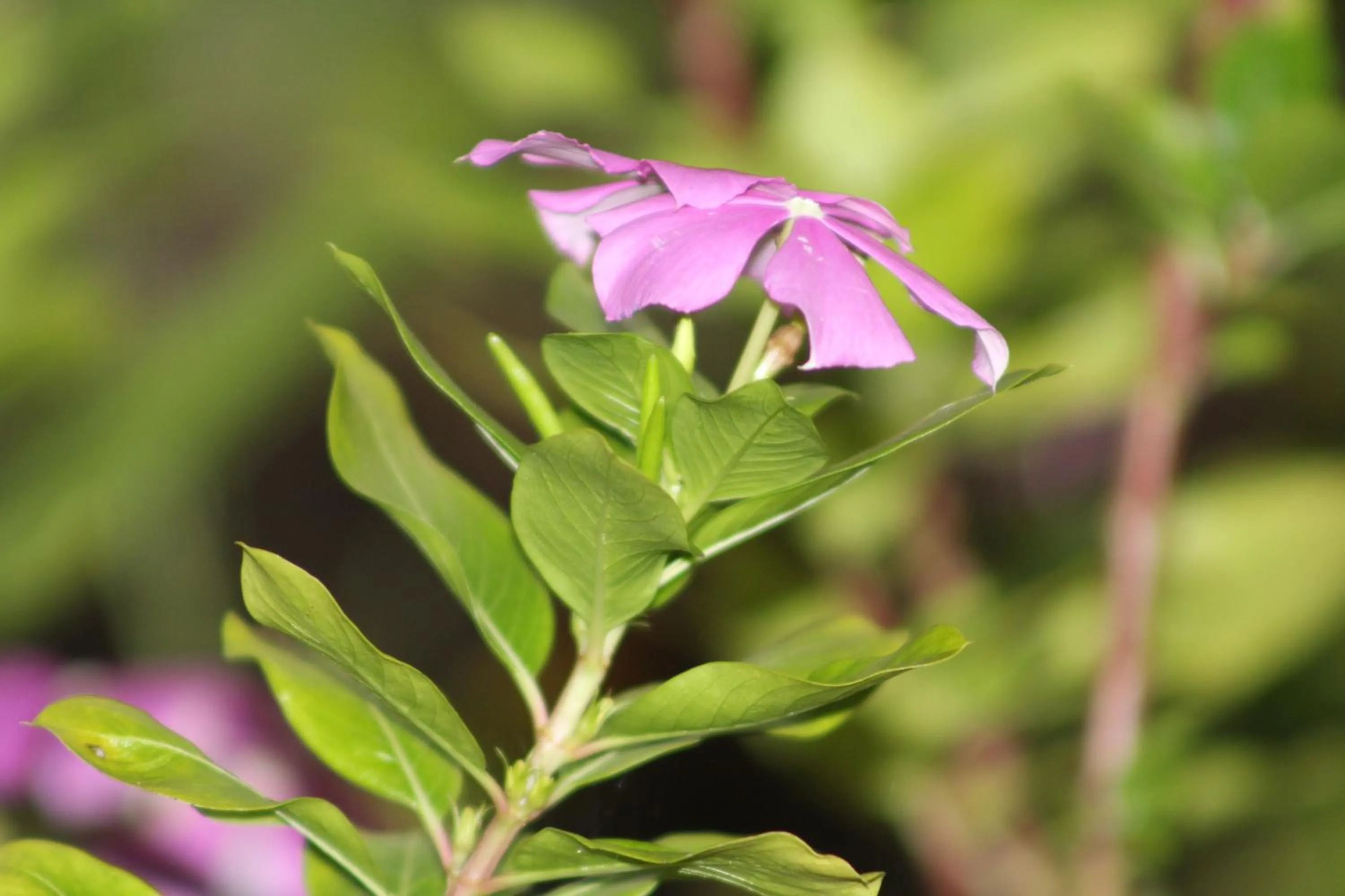 Other in Aurora Lodge